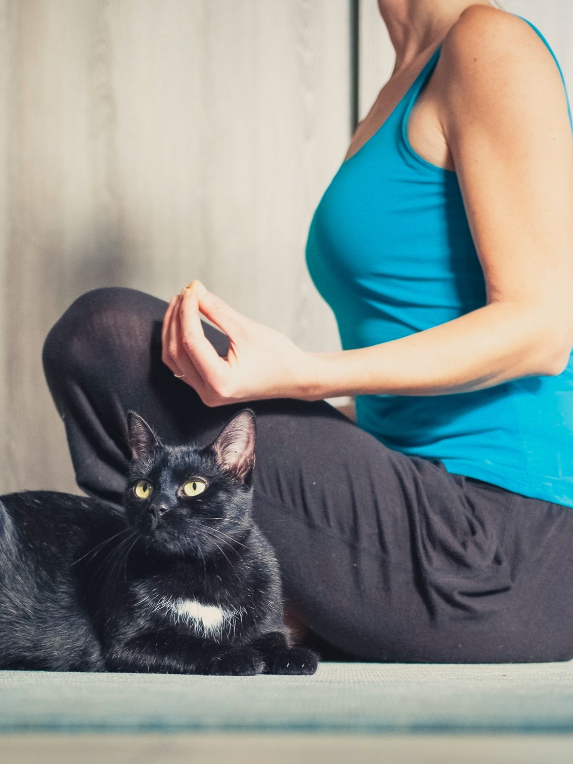 Strengthening the Bond with your cat: The Ultimate Guide to Cat Yoga ...
