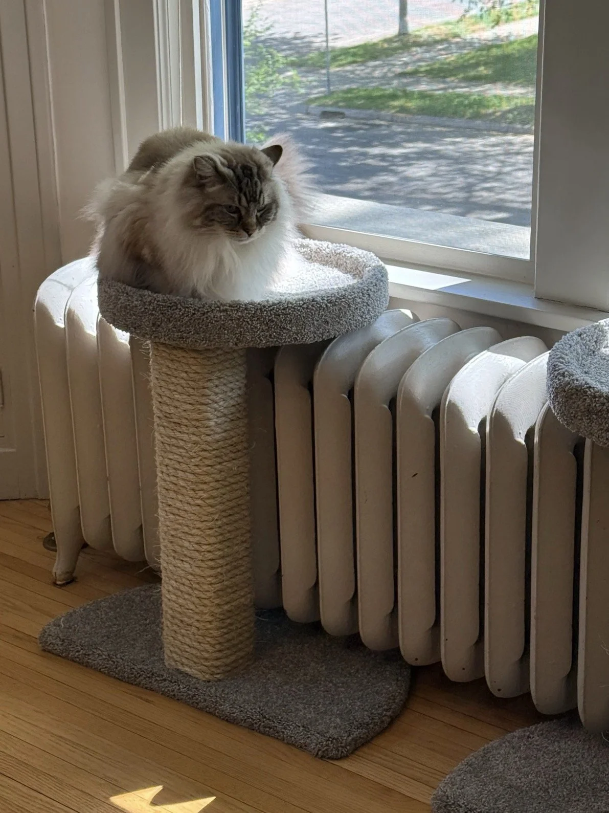 Fluffy cat sitting on a gray cat tree beside a window and radiator.