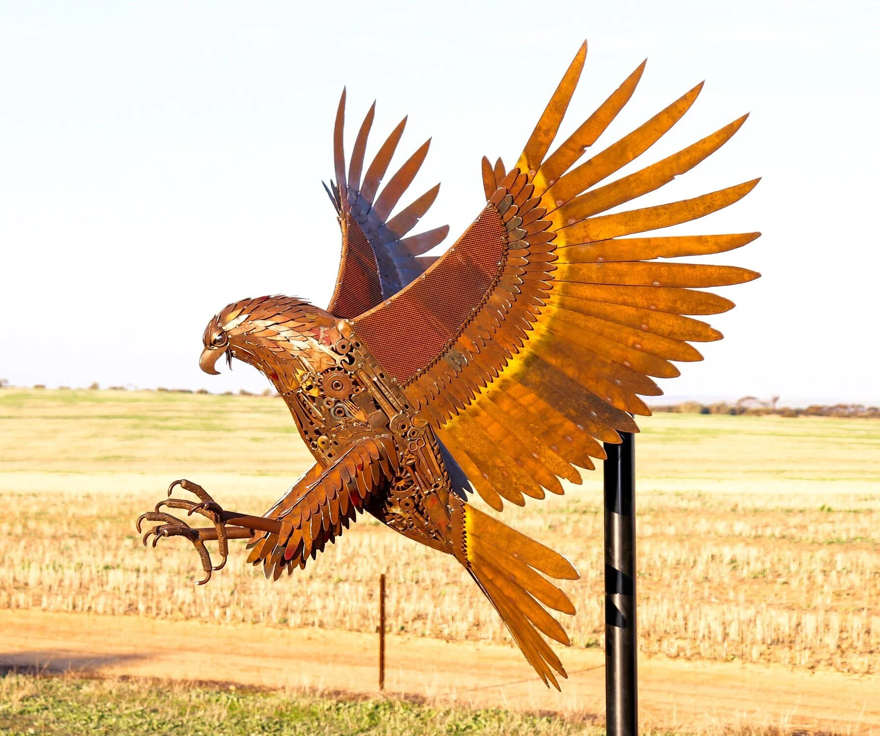 The Wedge Tail Eagle