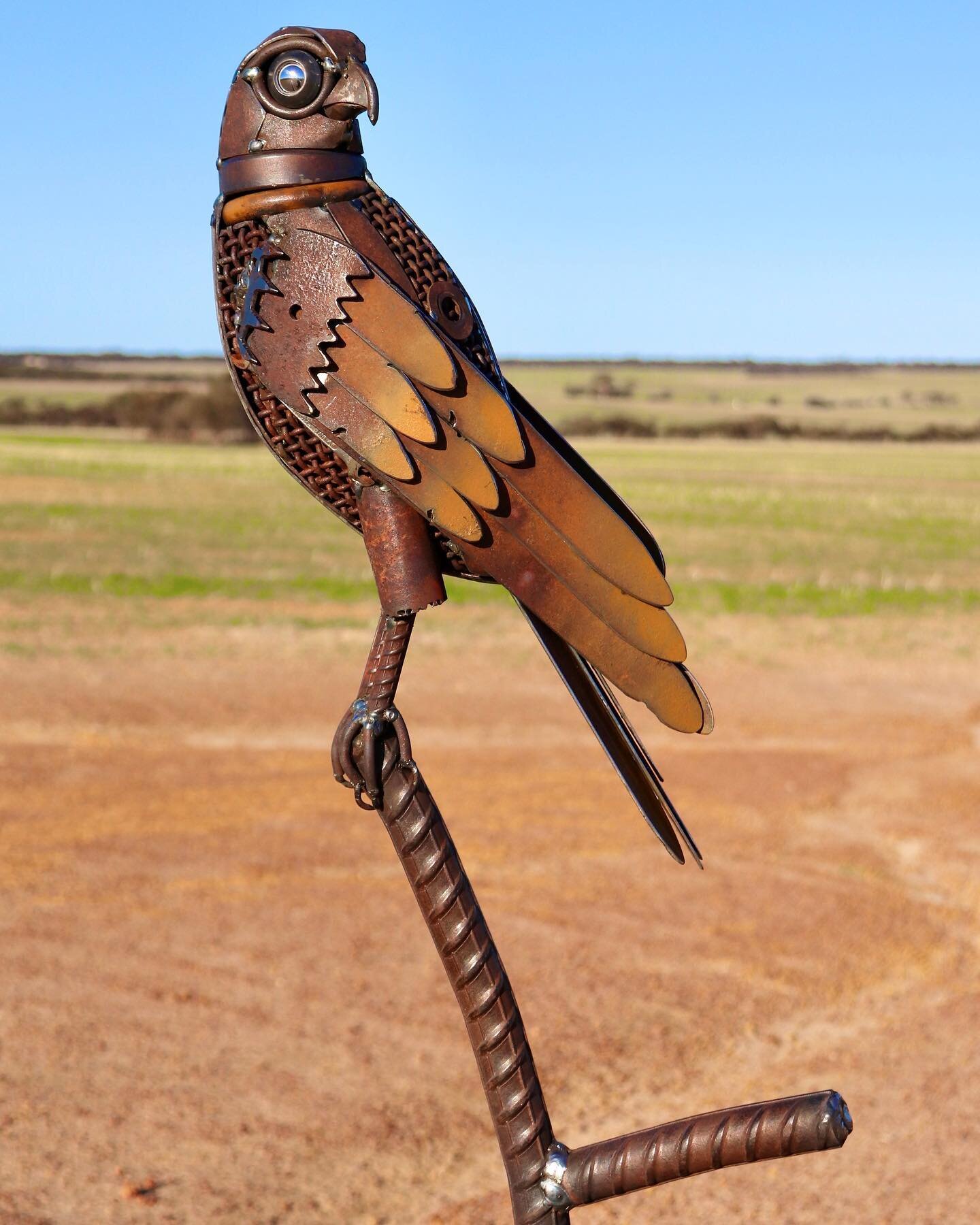 A small to medium sized raptor, this bird of prey is often seen perched on a power pole, fence post or tree limb. Brown falcons are native to Australia.

Swipe across to see how this sculpture started.

&ldquo;The Brown Falcon&rdquo; (2020): Construc