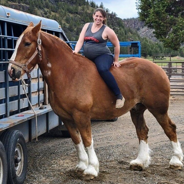 I may not be the best at social media, but things are certainly happening! Weddings are in full swing, baby girl will be appearing in 6ish weeks, and carriage rides will be offered in the town of Sisters soon!

#belgianhorse #centraloregon #weddingse