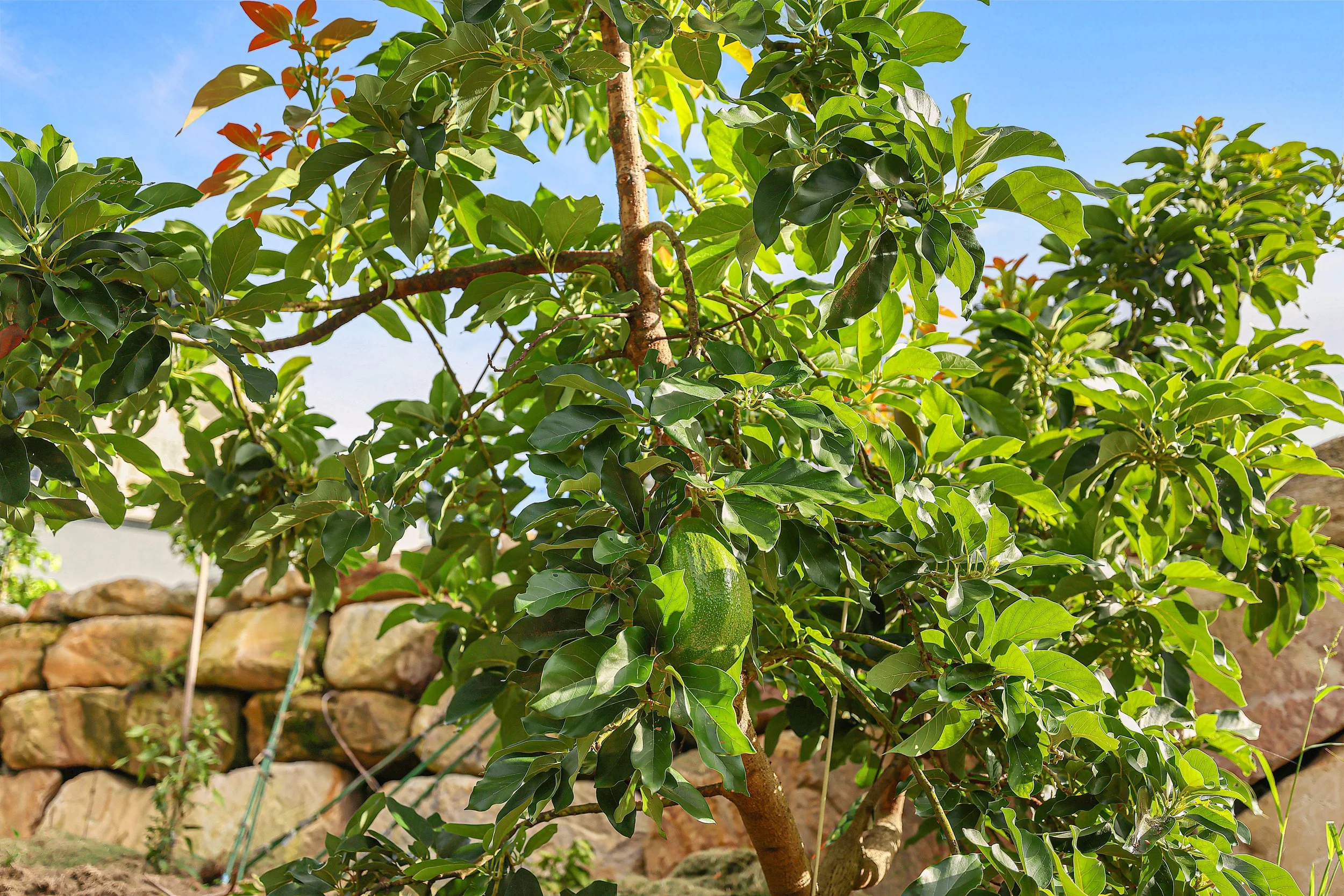 25 Aylesham drive Bonogin-7.jpg