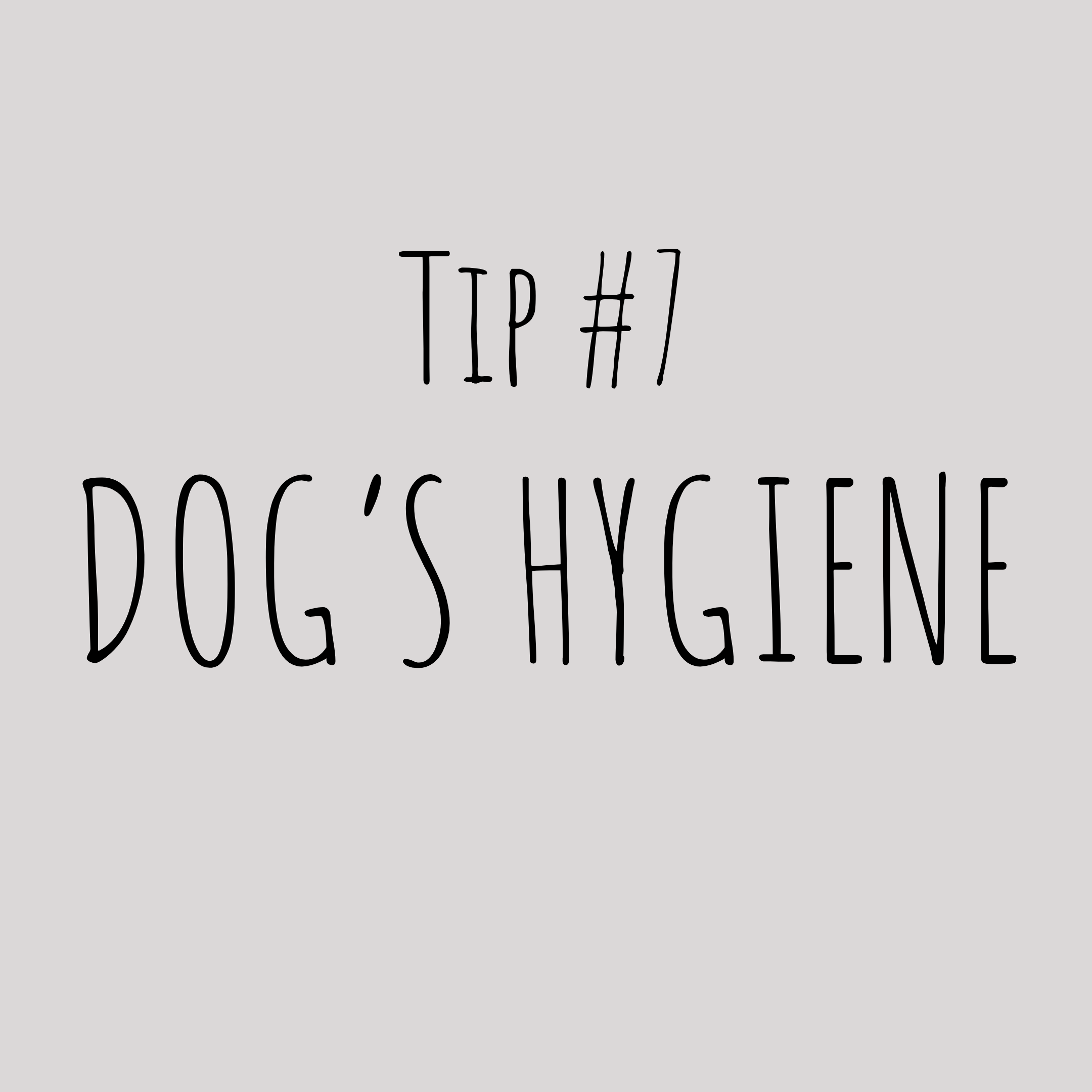 Grooming your dog is essential to their well being. Brushing their teeth several times a week is seriously important to their dental health, trimming their nails regularly prevent injury and pain from normal walking, bathing them regularly to preven…