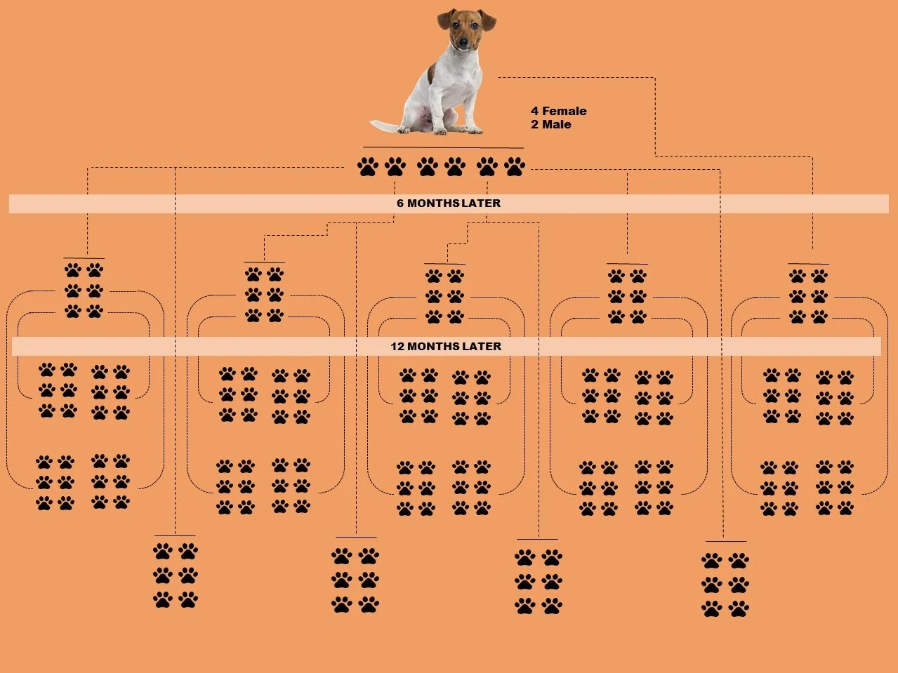 DOG BREED - color.jpg