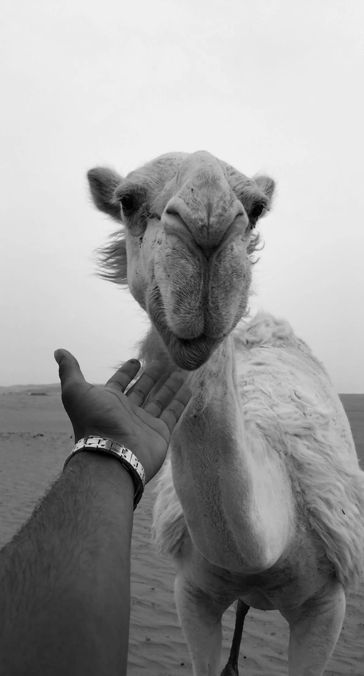 Have faith, but tie the camel..