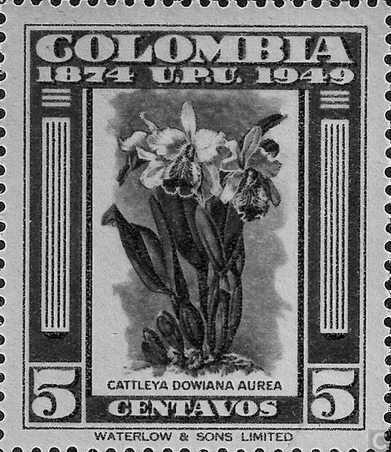 Cataleya
