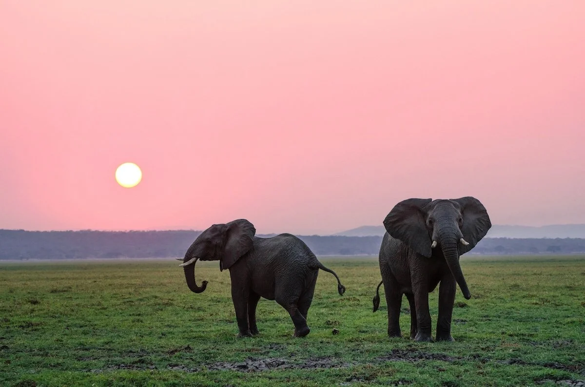 A wide landscape shot of two African elephants on a grassy plain during a dramatic pink sunrise, serving as the visual representation of Quink Co's commitment to creating impactful branding and design for nature-based and purpose-led organizations.