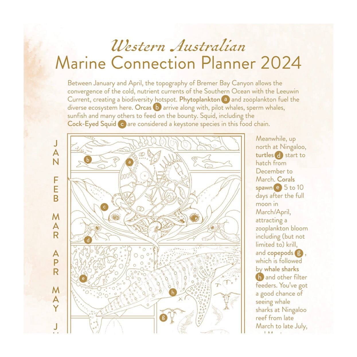 I have been working with super talented artist/marine biologist @sam.adams.art to produce this very unique West AUSTRALIAN Marine Connection Planner. 

With a beautifully hand-drawn panel with illustrations of our WA marine creatures and their moveme