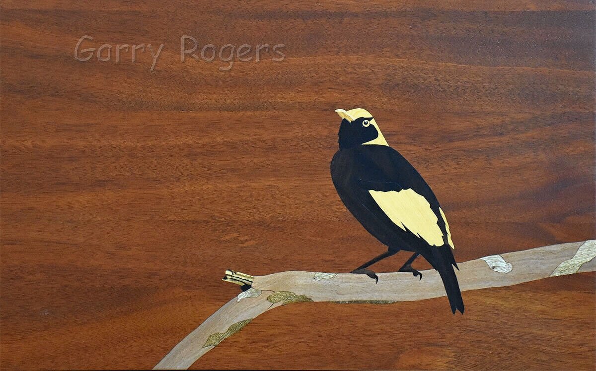 The male Regent Bower Bird in ebony, yellow wood, Huon pine and Brown Penda.