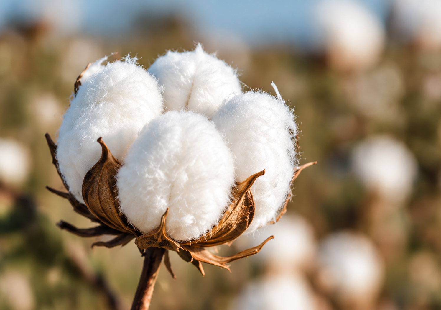 Open cotton boll in a cotton field