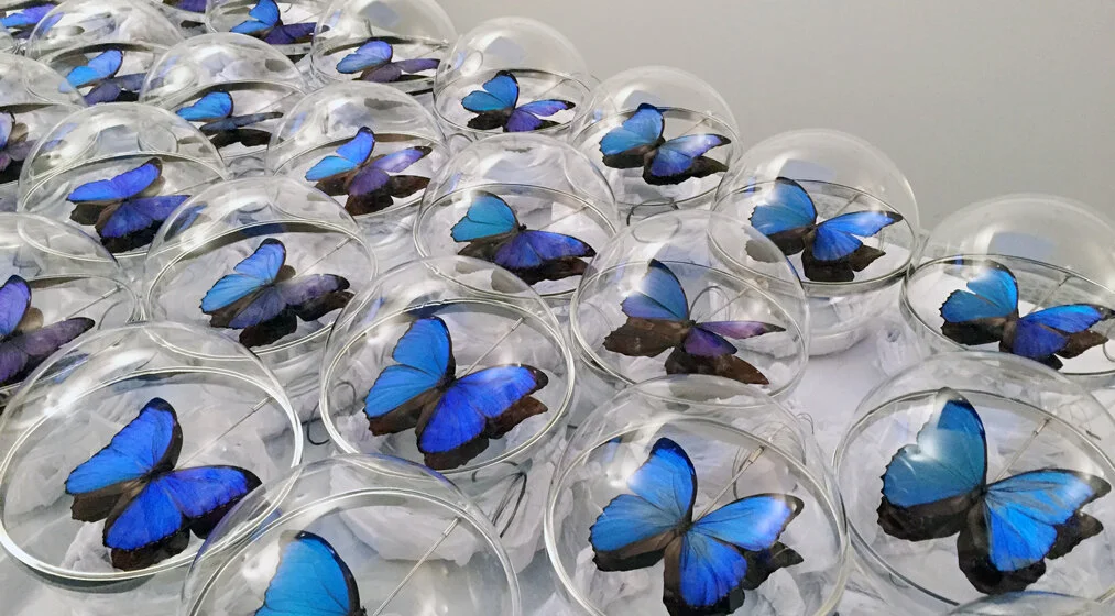 06-eva-menz-butterflies.jpg
