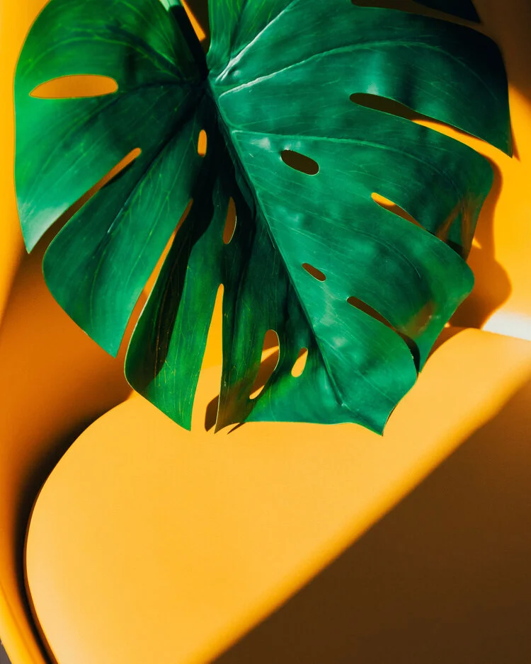 Day 2 —&nbsp;Joy