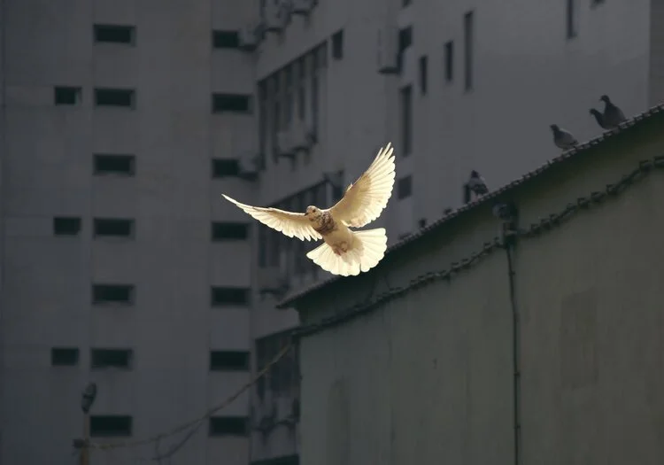 Day 1 —&nbsp;Peace from Heaven