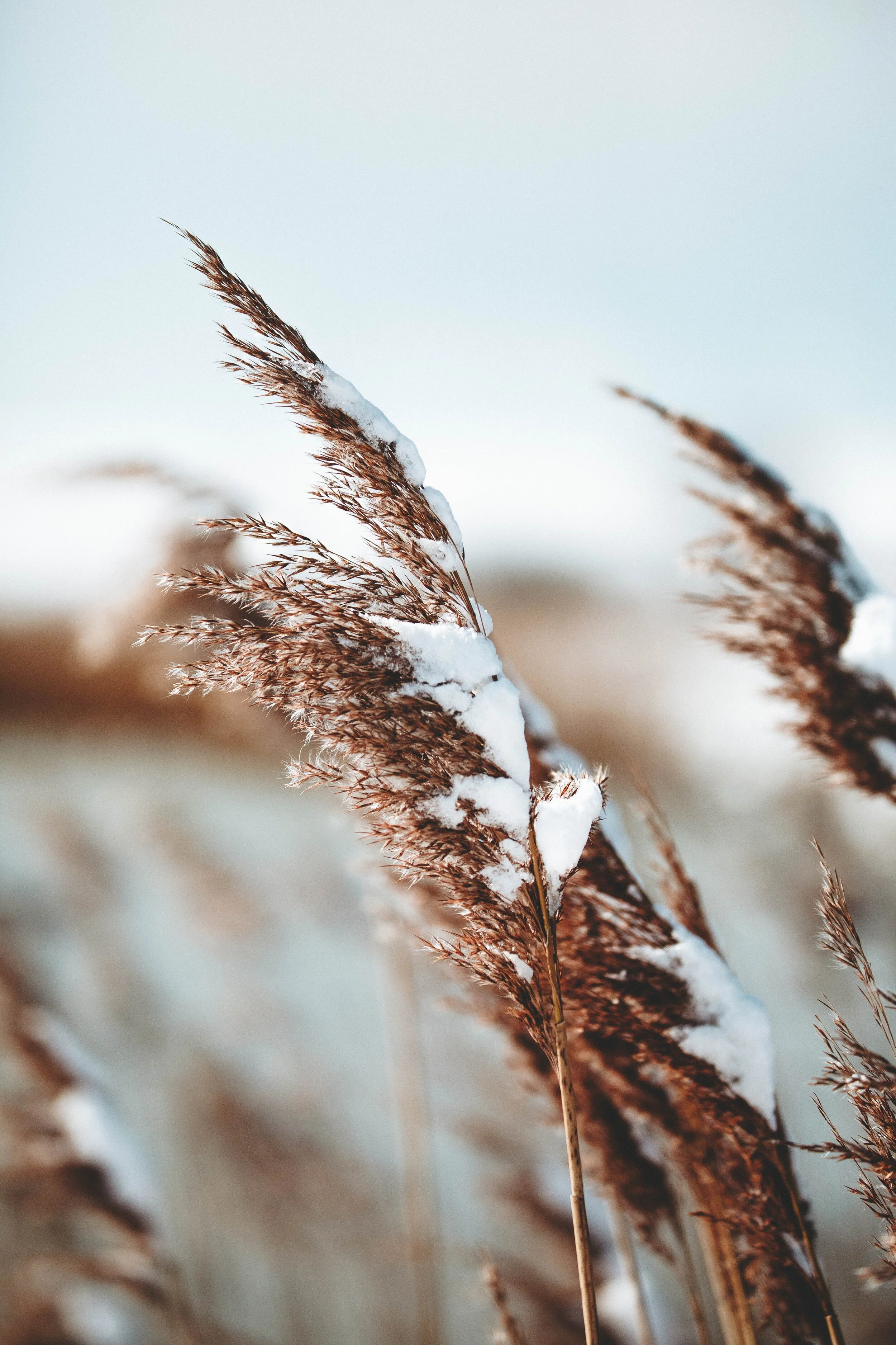 Seasons