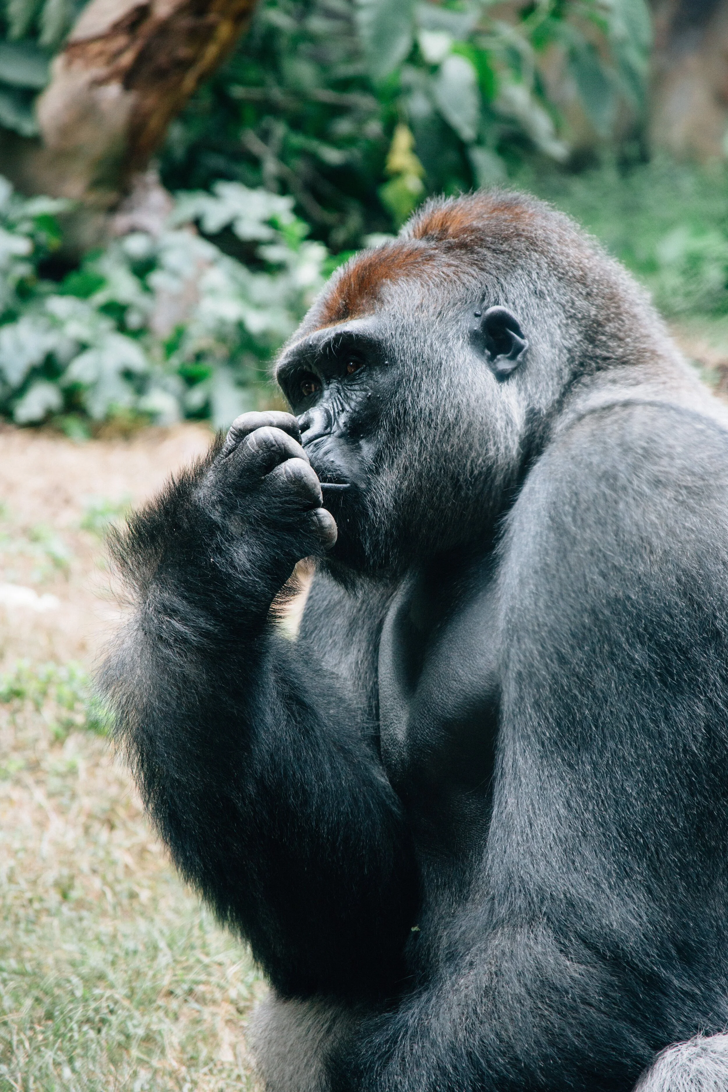 Spotting The Invisible Gorilla