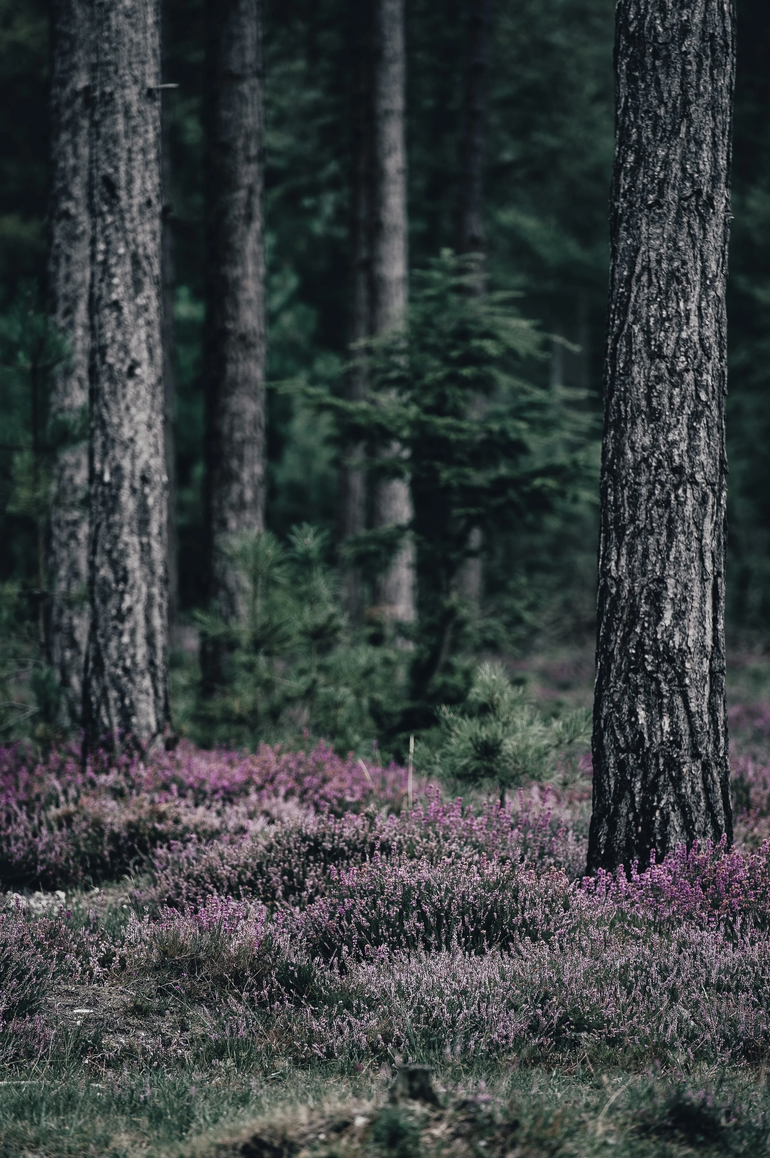 Making A Way In The Wilderness