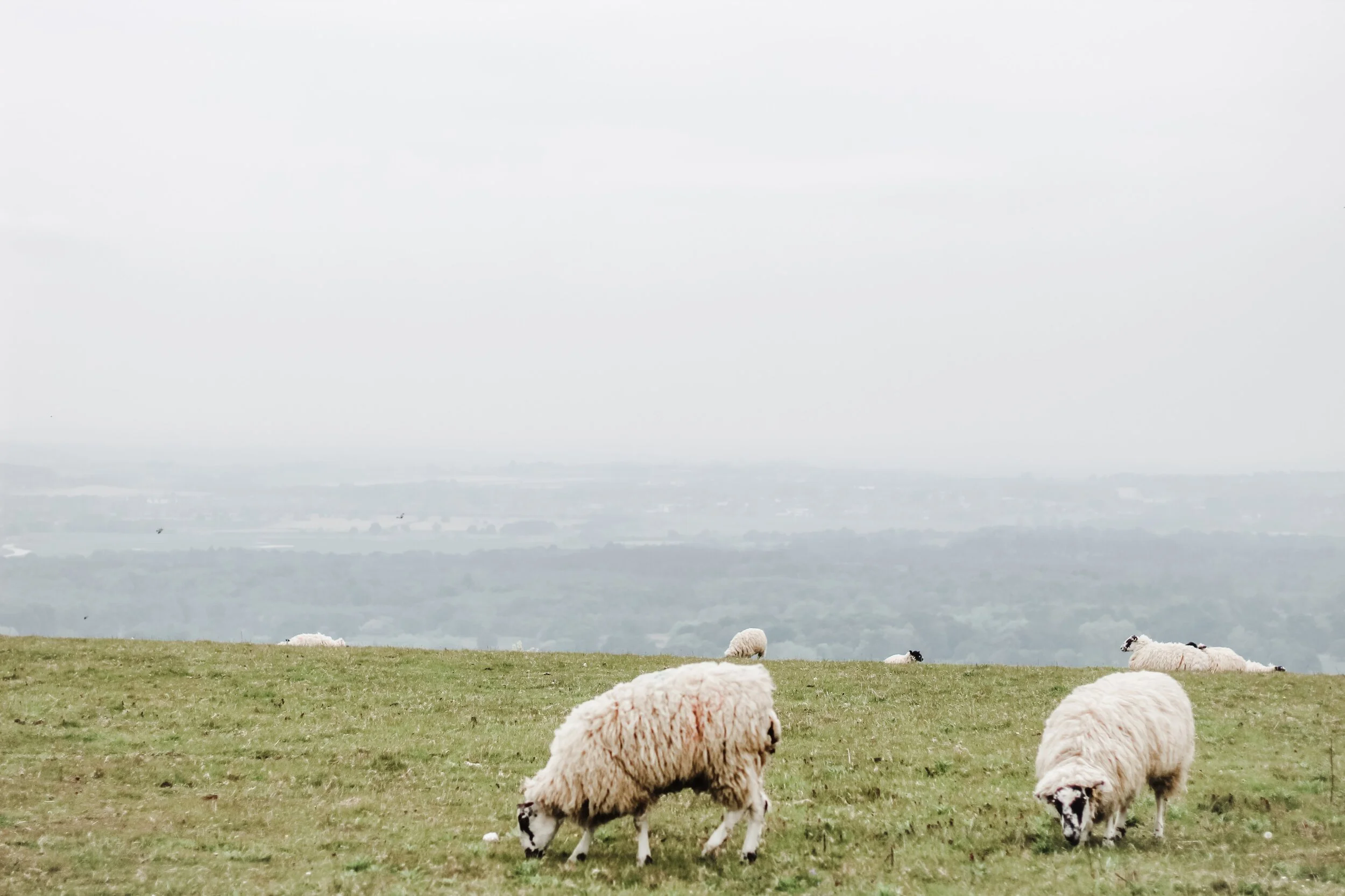 Sheep And Shepherds