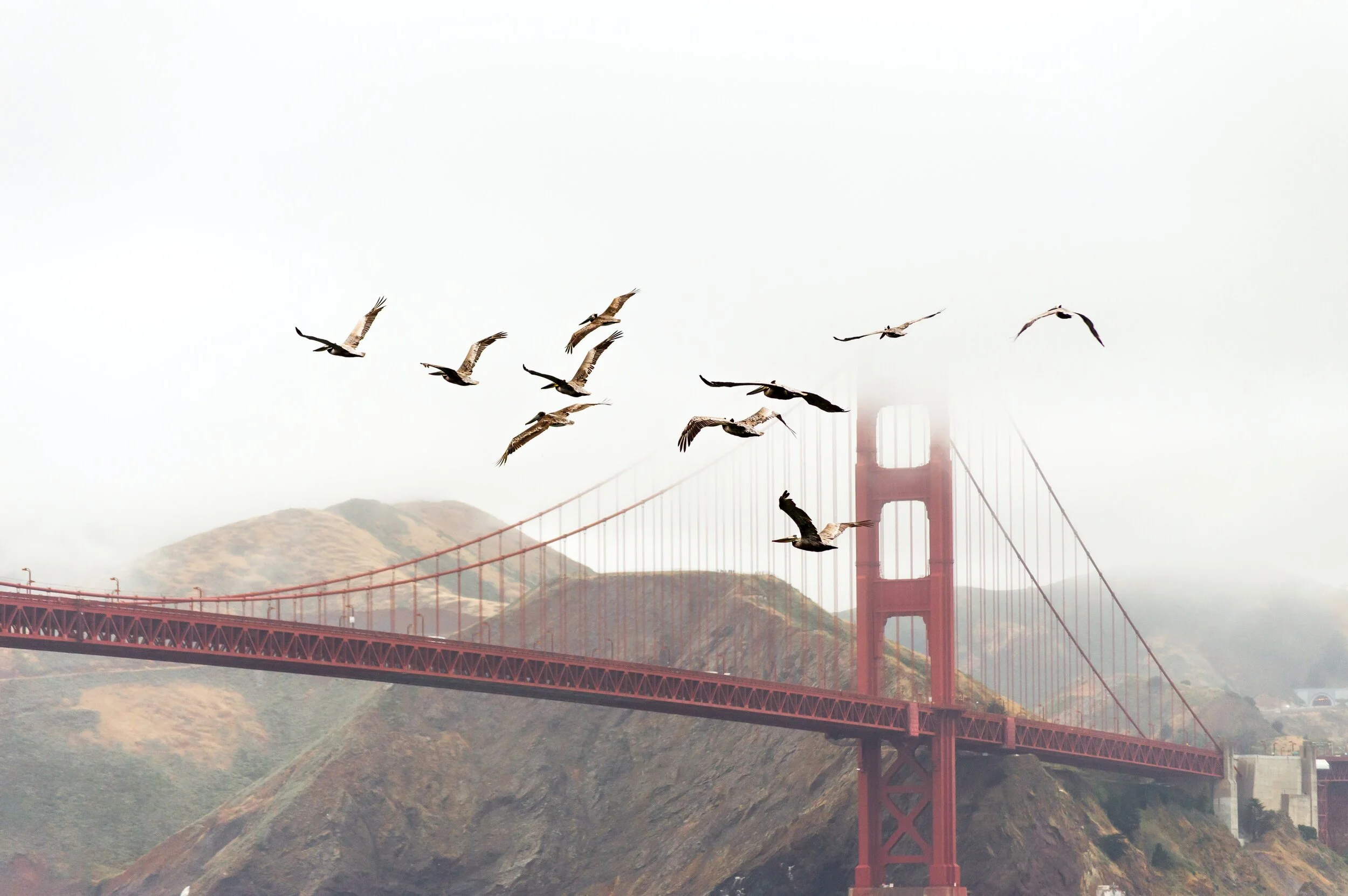 Be Like The Birds