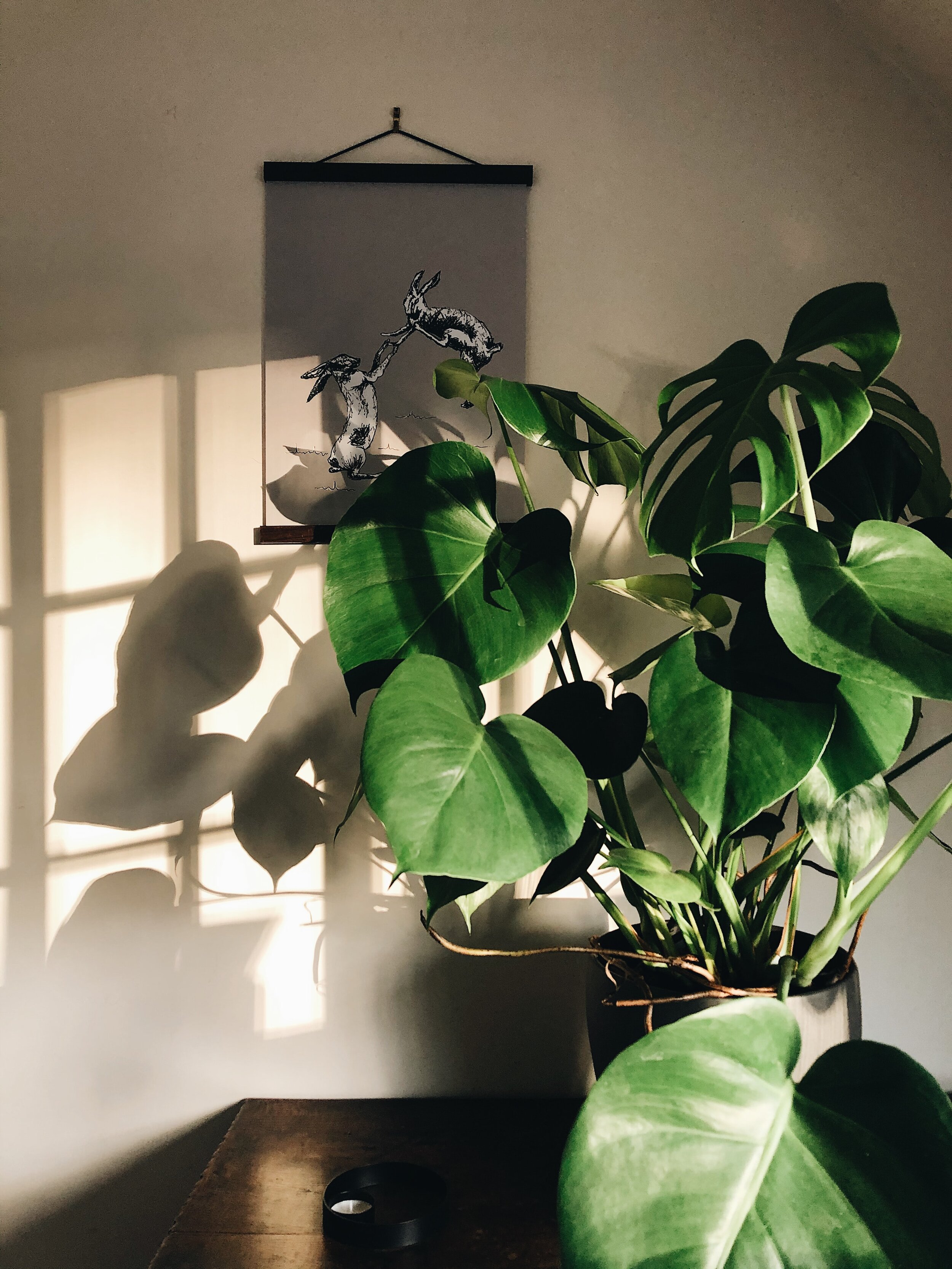 The Ideal Plant