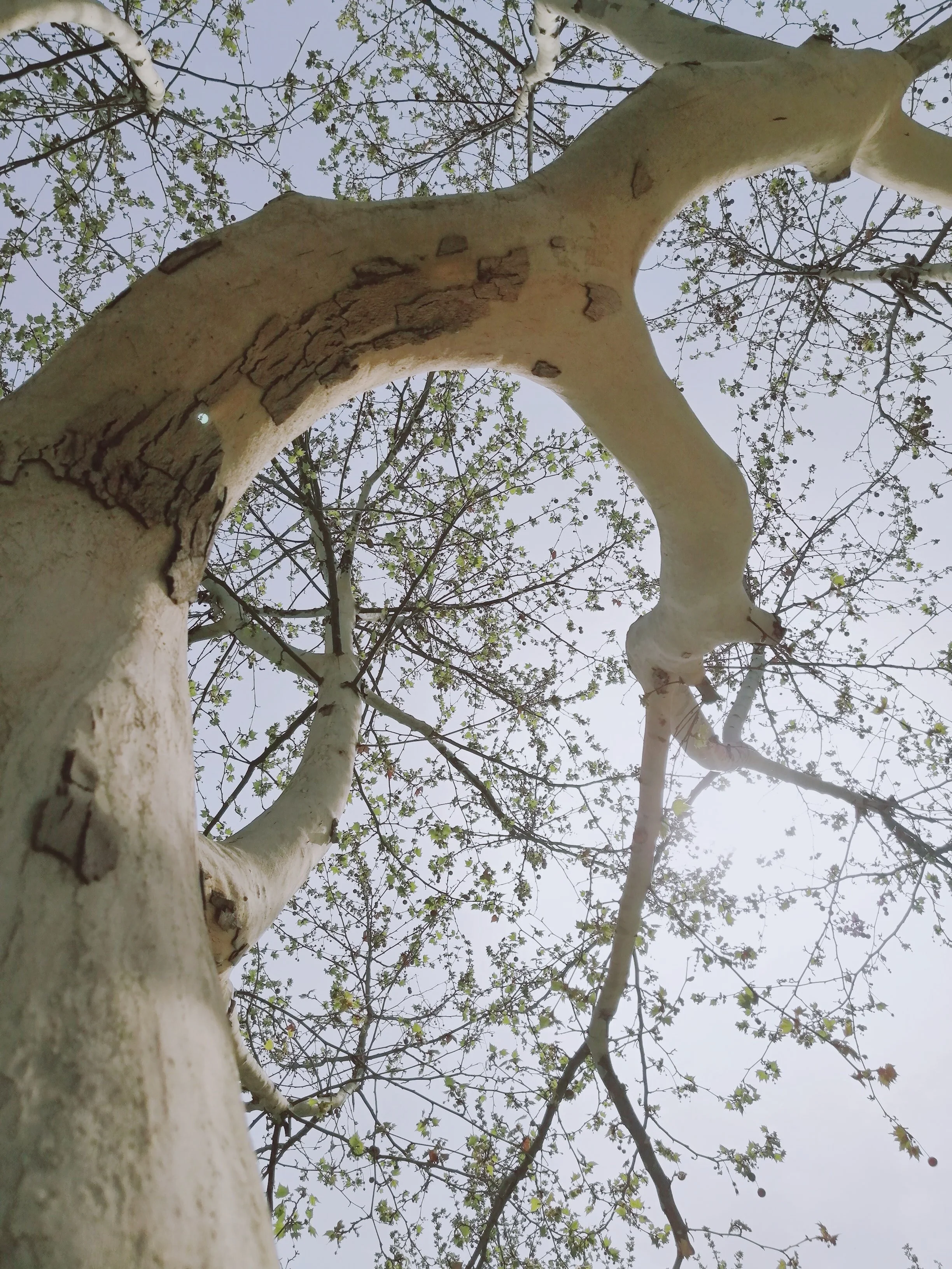 Tree Of Life – Still There!