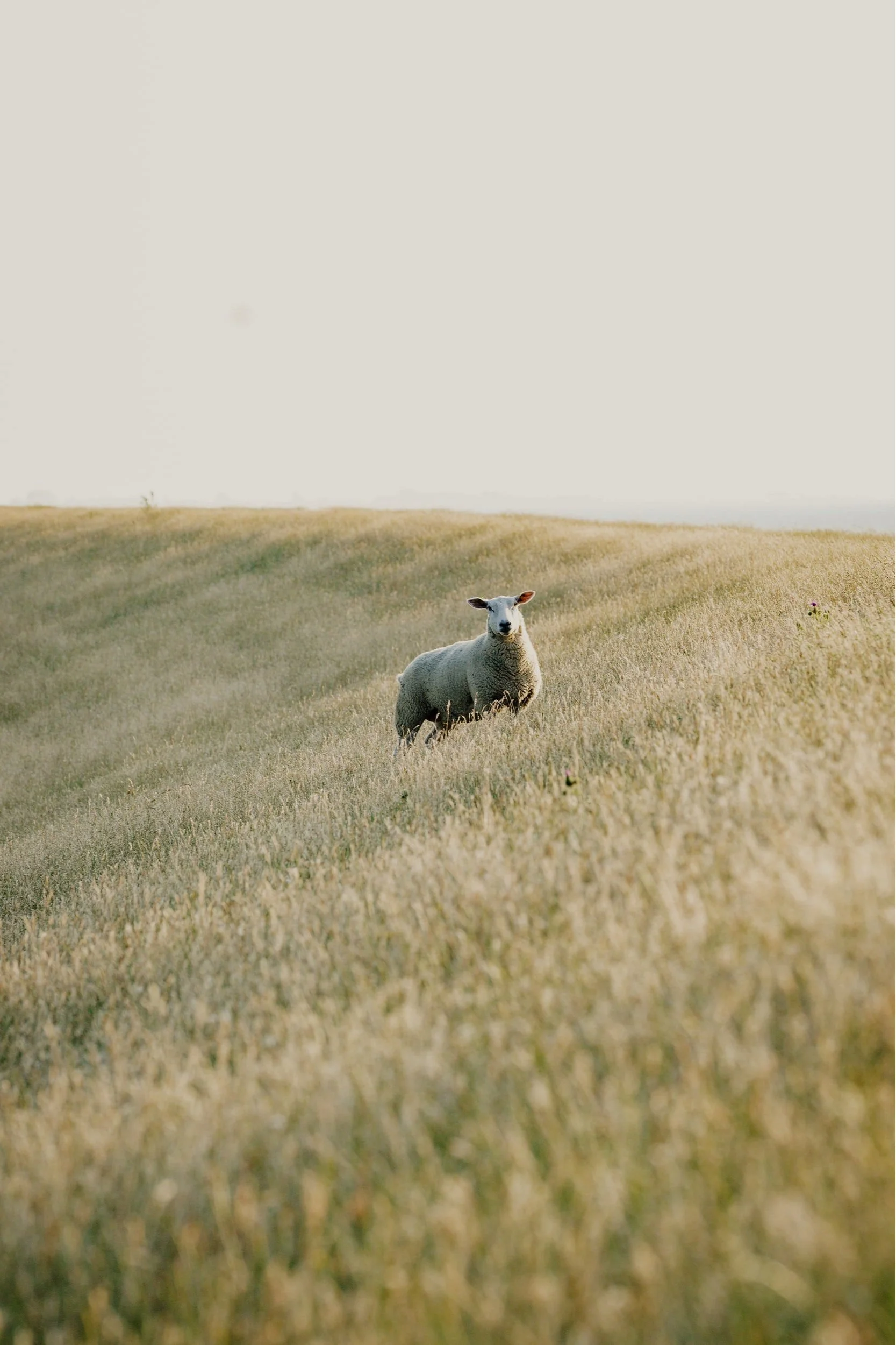 Increasing The Flock