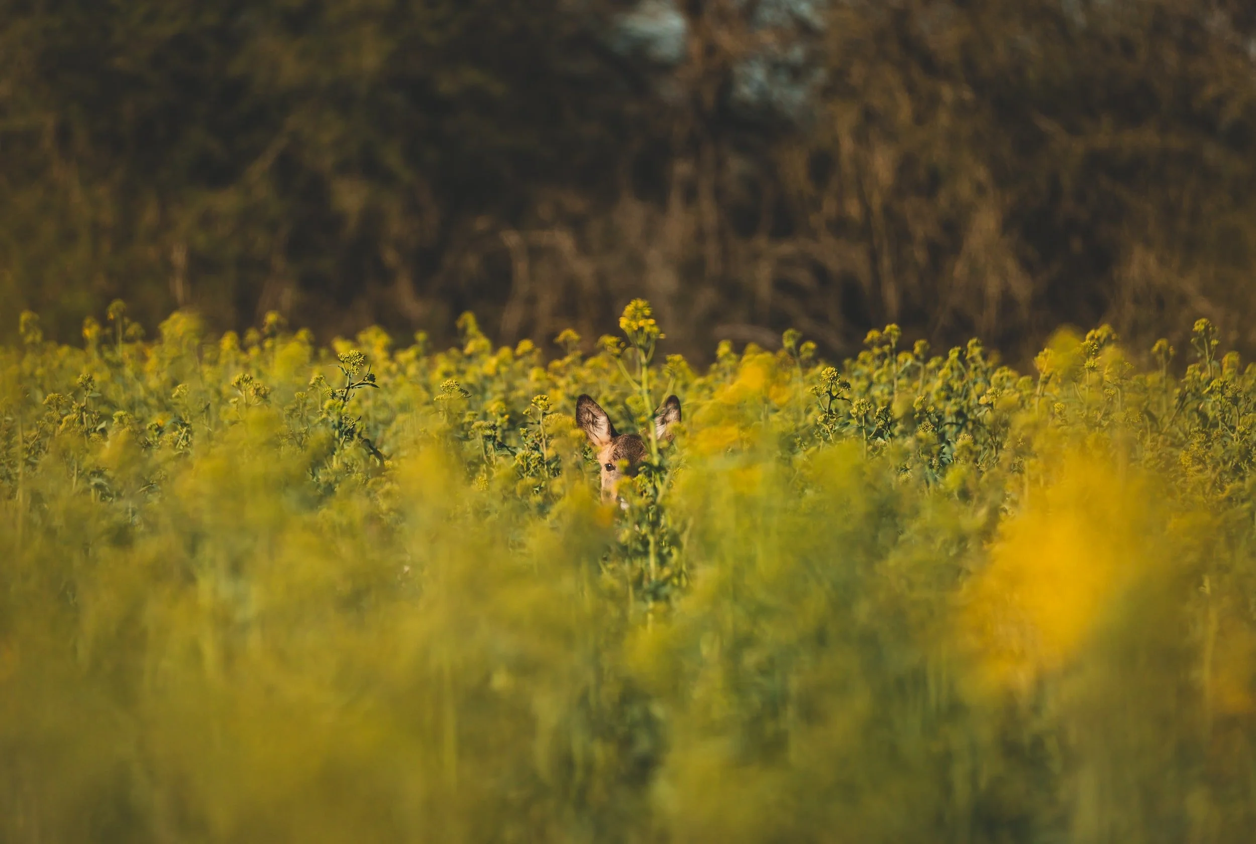 Seeing The Invisible: Invisible Connections