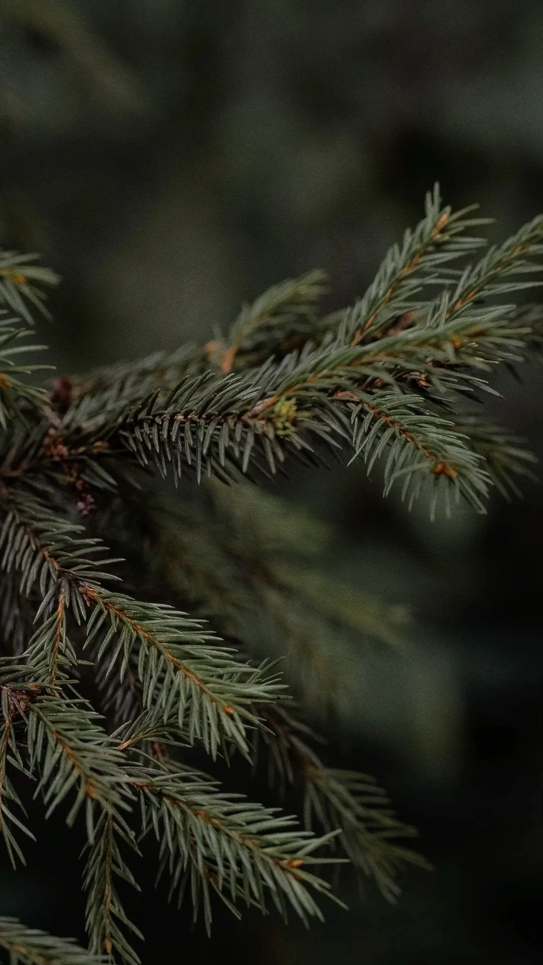 Luke 21:5–19