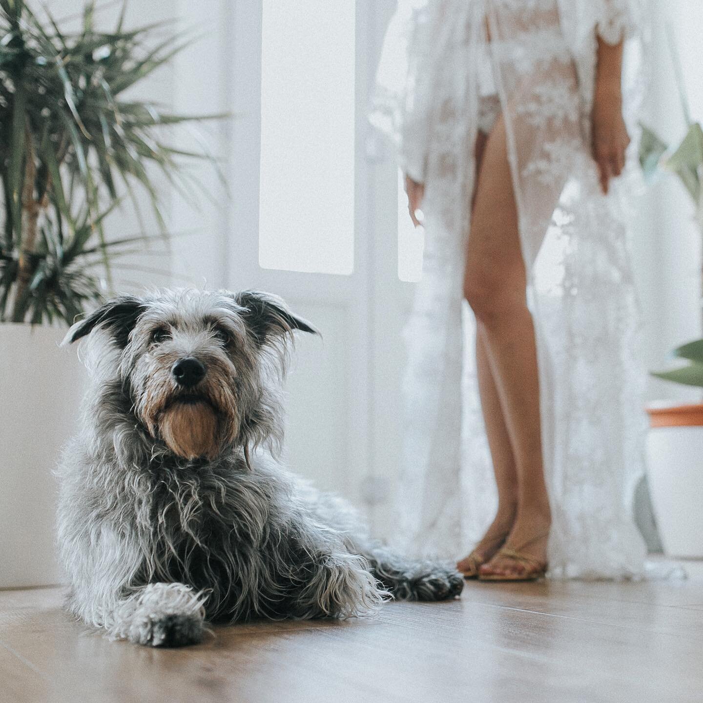 Para nosotros, las mejores #bodas son esas en las que podemos hacer fotos a #noviasguapas y a #perrosguapos todo al mismo tiempo.
#weddingphotography #weddingphotographer #fotografosdebodas #fotografosvalencia #dog #doglife #doglifestyle #cute #bride
