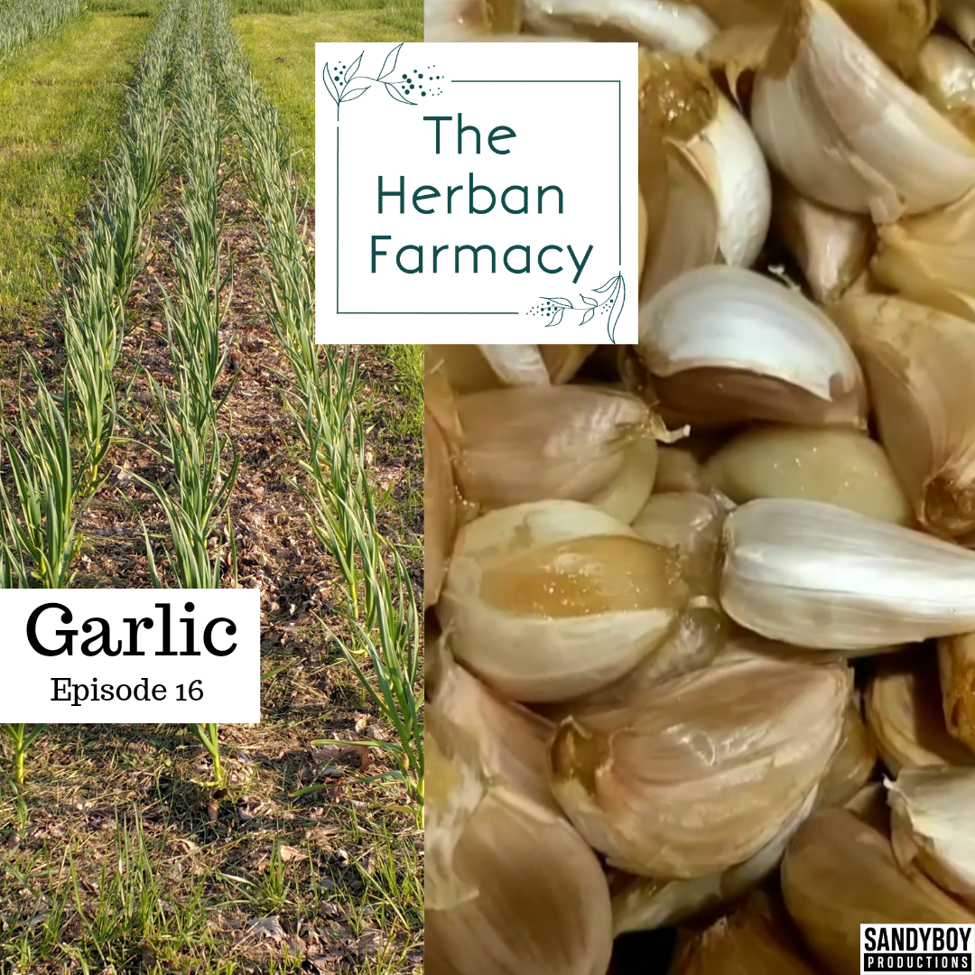 16: Benefits of Garlic! episode artwork