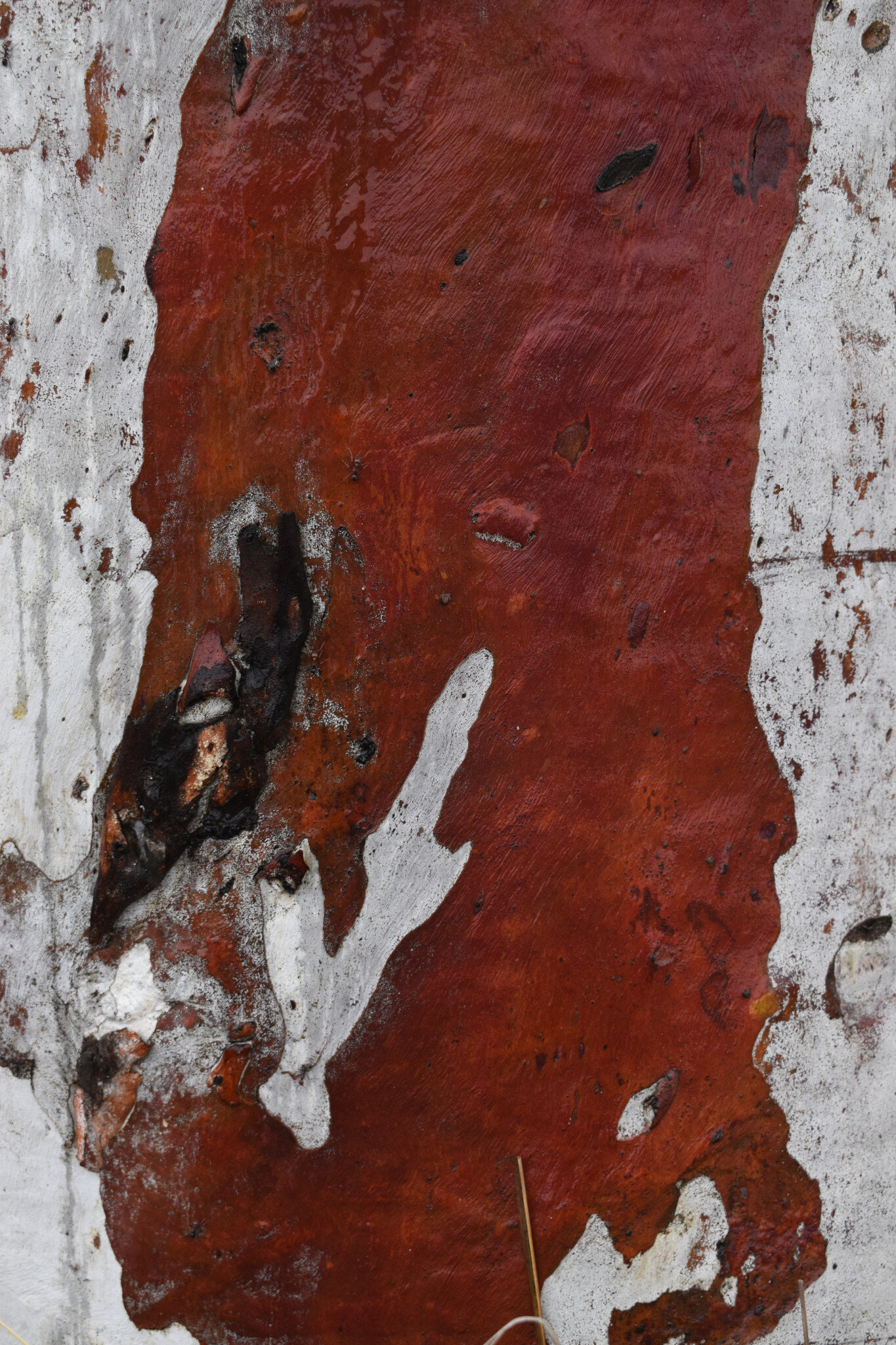 Greenway street No. 1, Ossian Desmond-Jones, 2018, Digital Print.jpg