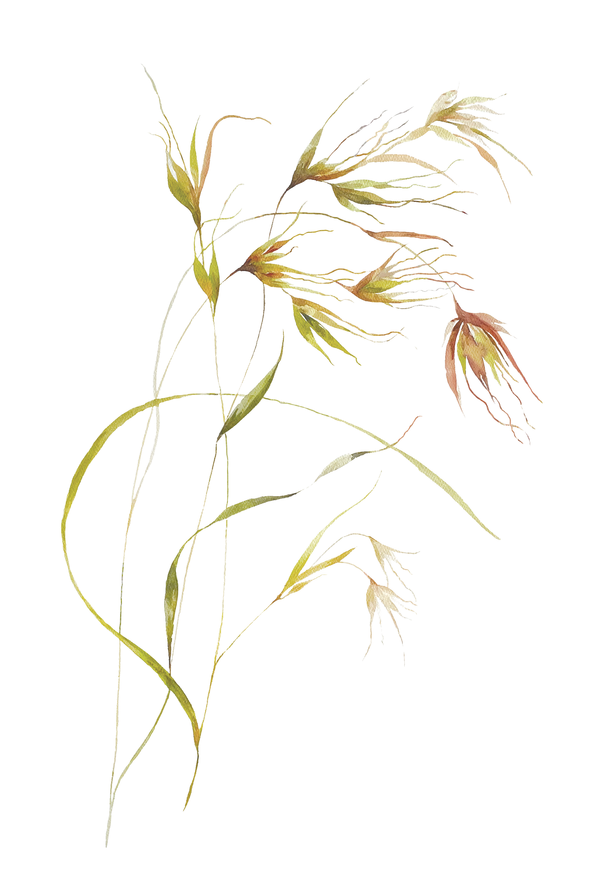 transparent Strathnairn Holding Ground Collateral Themeda Grass.png