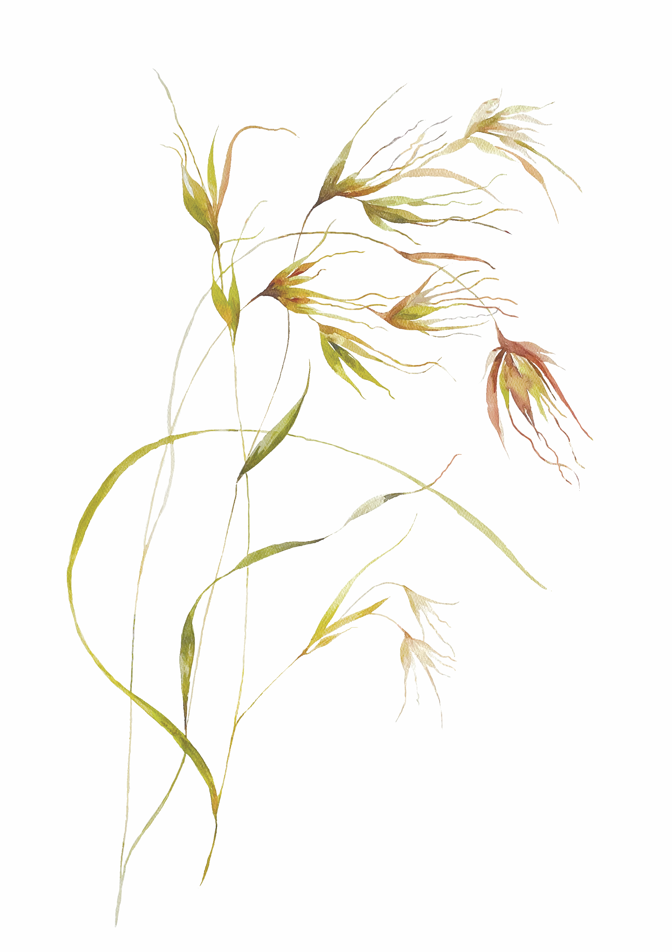 Strathnairn Holding Ground Collateral Themeda Grass.png