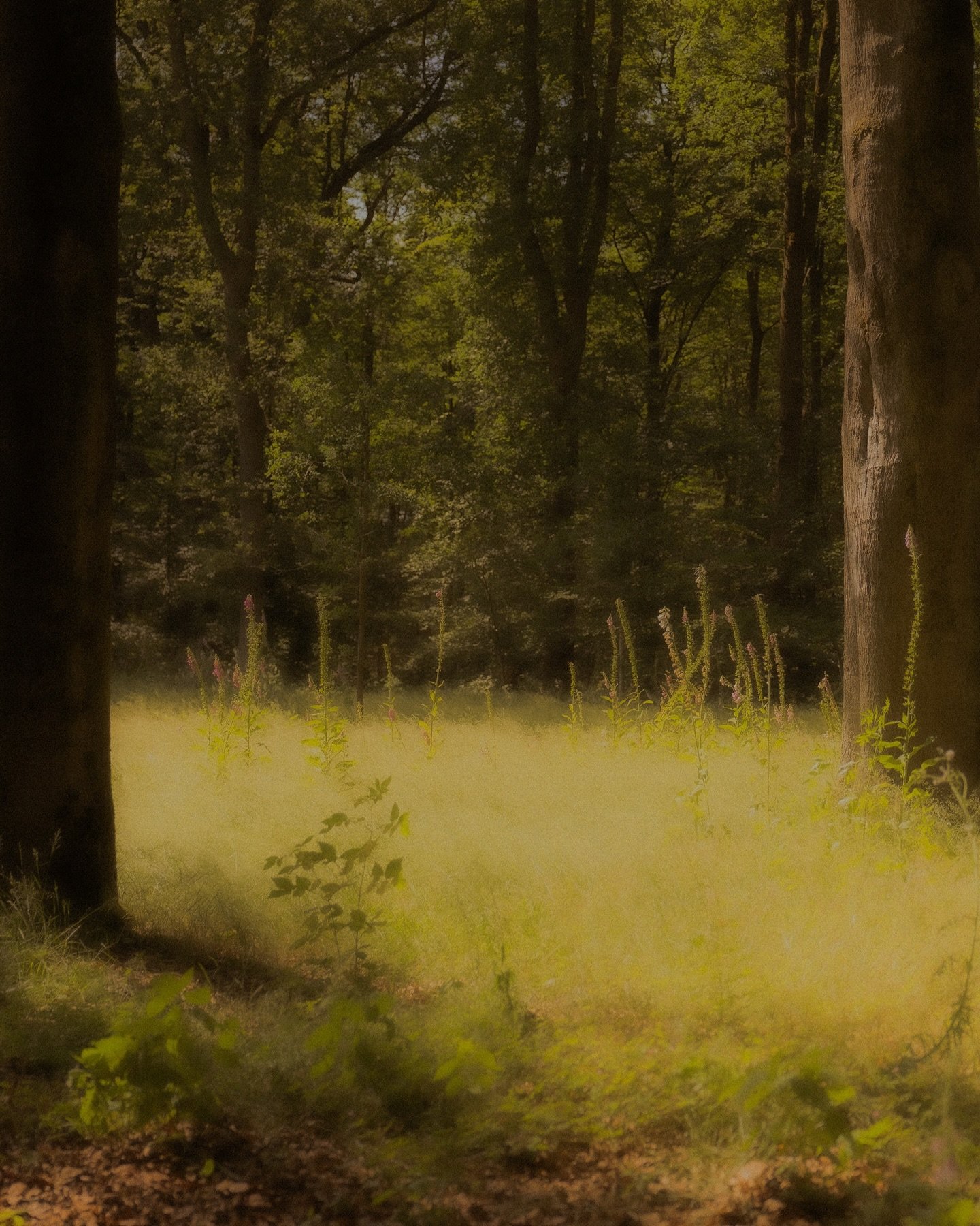 Recent gras en meer