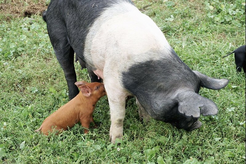 Deutsch Farm Pigs 02 sm.jpg