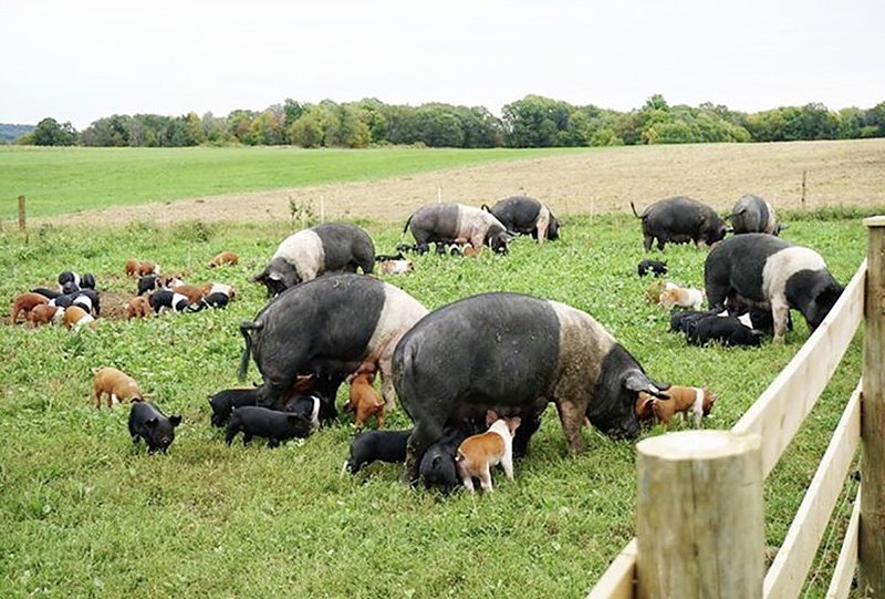2022 06 Deutsh Farm pigs 01 sm.jpg