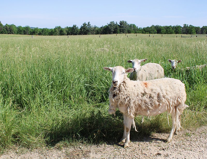 2022 06 ONeil Farm Sheep 03 WEB.jpg