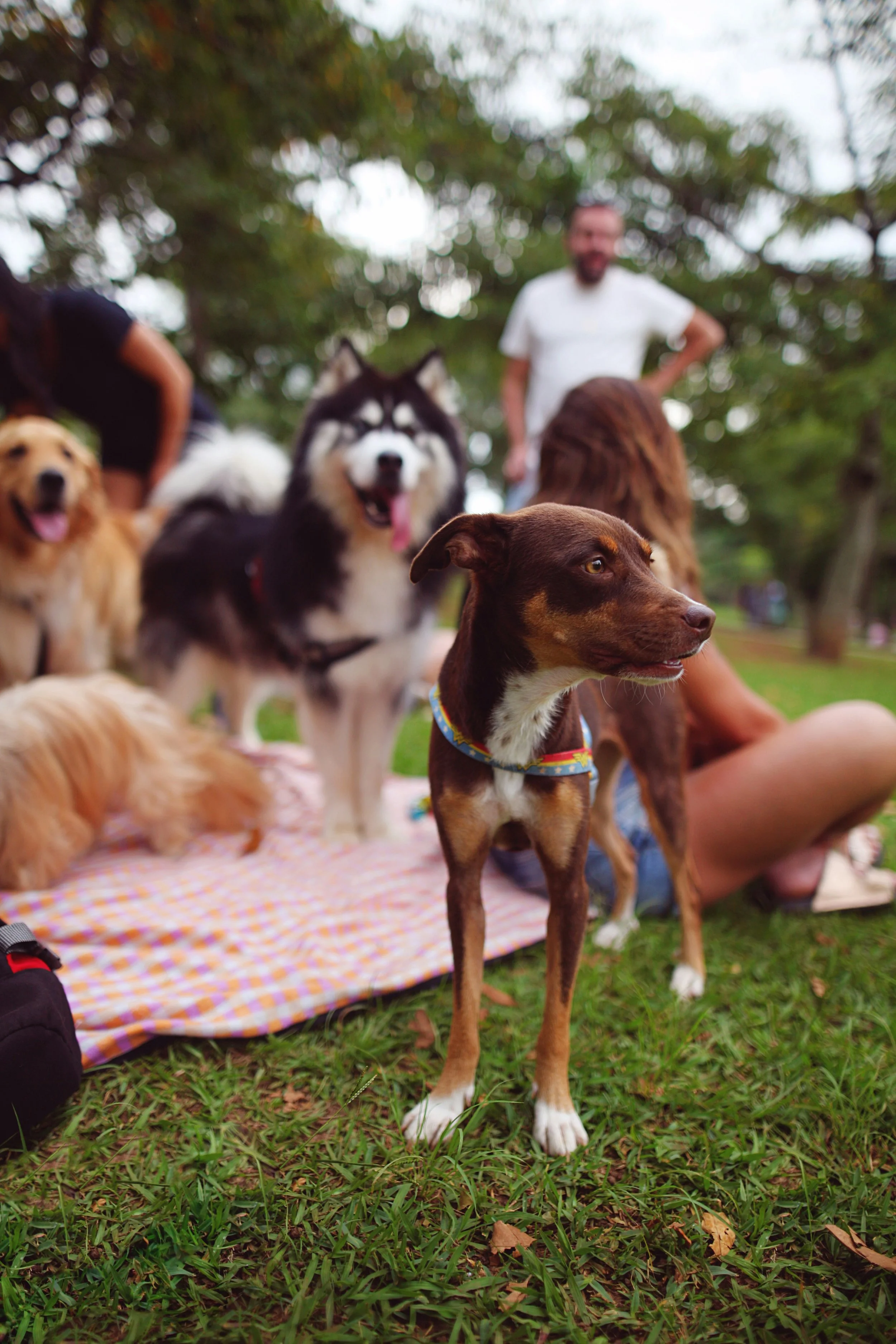 Dogs Downtown | Rochester