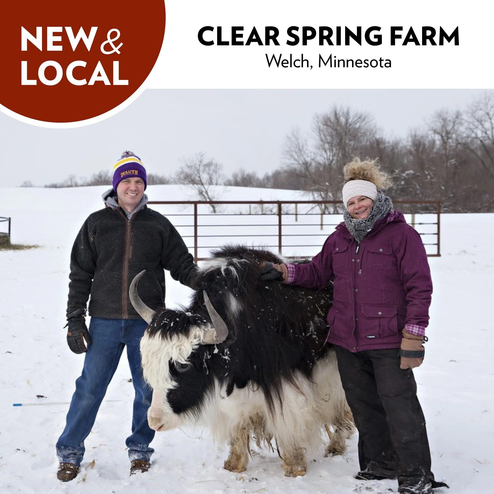 Attention Rochester folks: we&rsquo;ve got a new local producer joining our Co-op family,  Clear Spring Farm! Located in Welch, Minnesota, they&rsquo;re now stocking our meat department with yak meat products.

Yak meat has a rich, beef-like flavor a