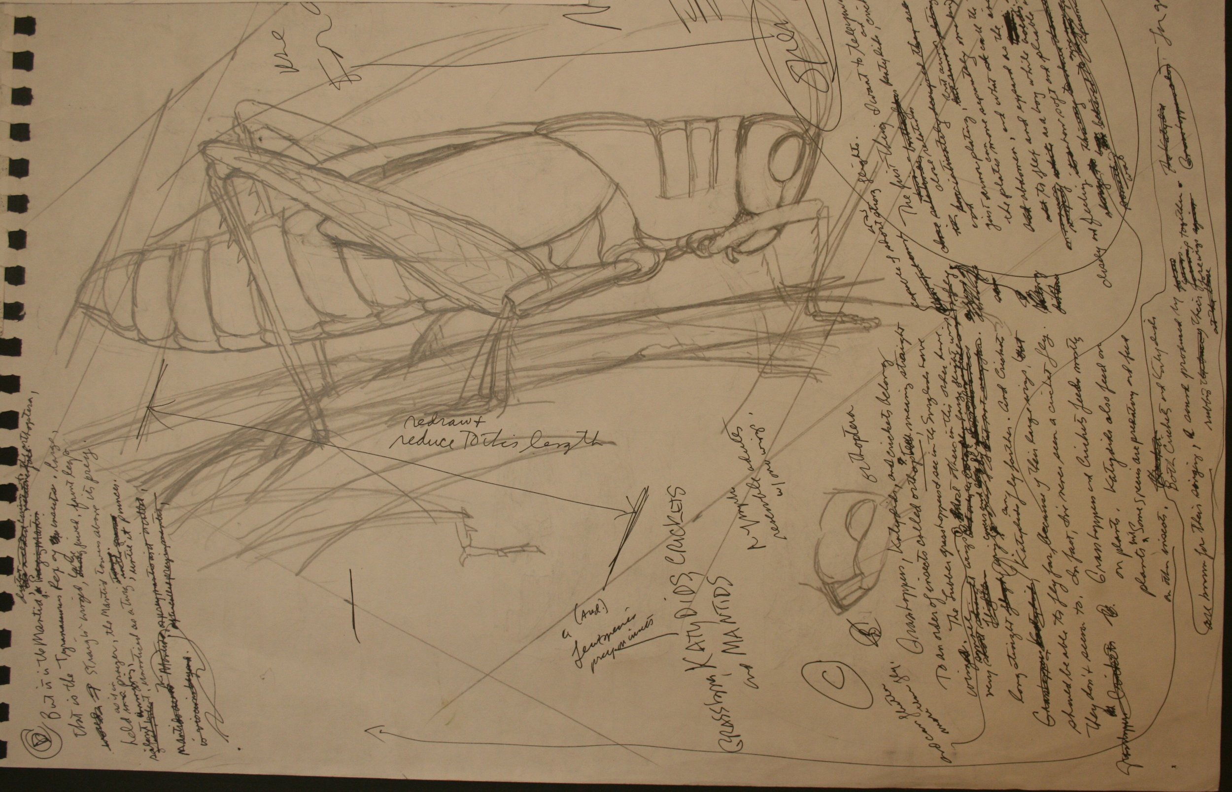 Jim Arnosky; Sketch preliminary pages; Pencil, pen; for "Creep and Flutter"