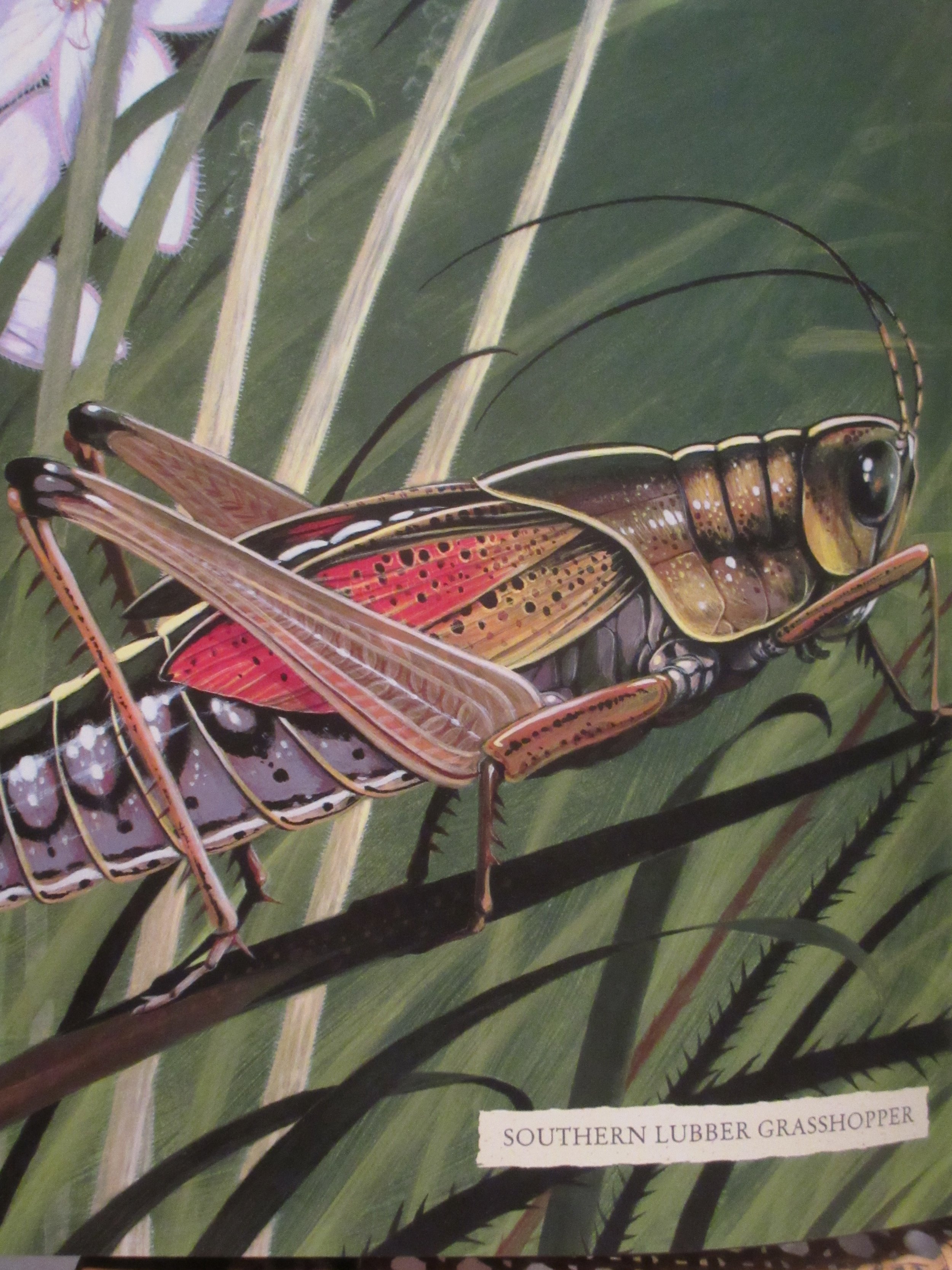 Jim Arnosky; "Grasshopper, Katydid, Cricket, Mantis," 2012; Acrylic and white chalk; from "Creep and Flutter"