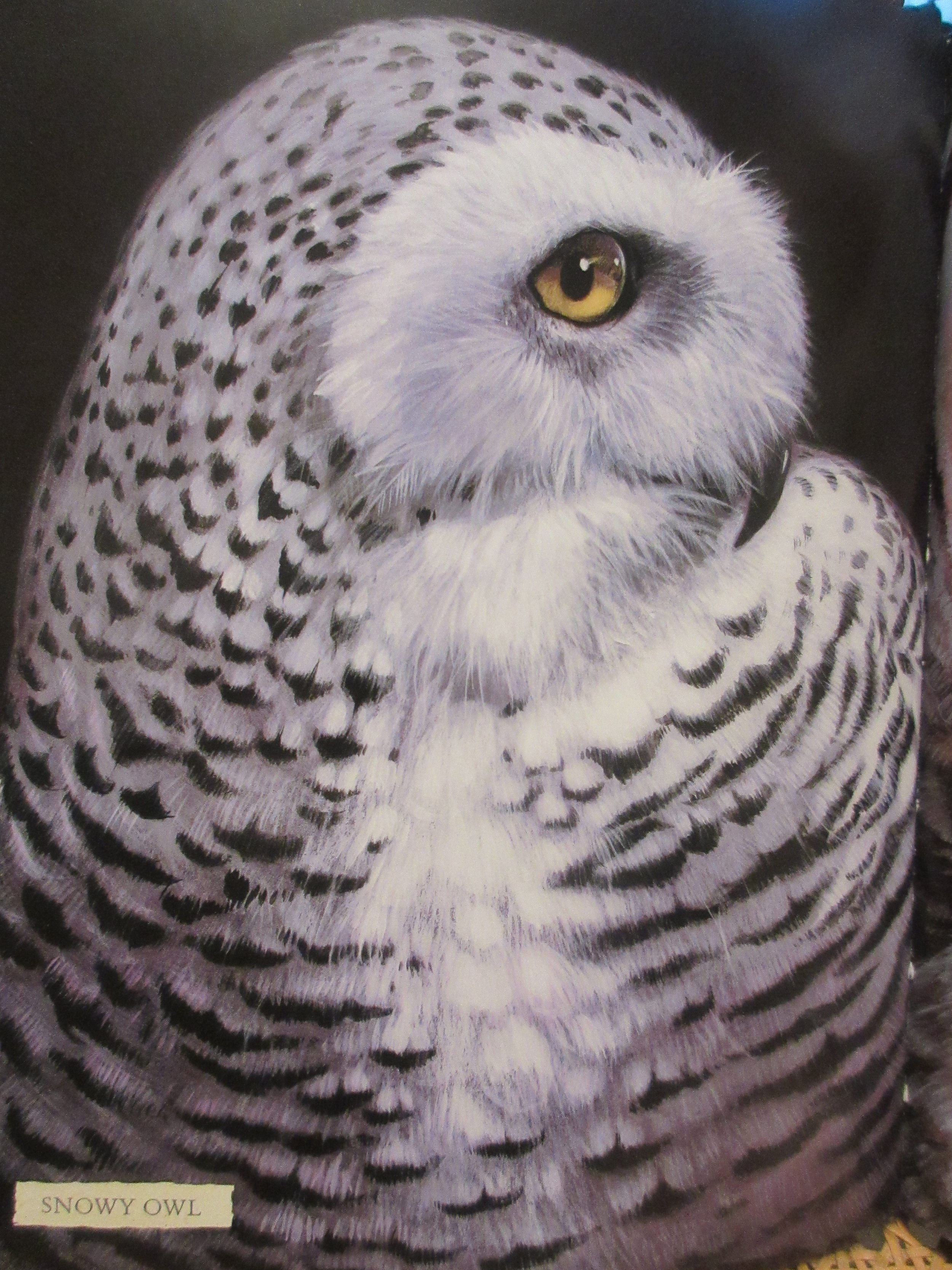 Jim Arnosky; "Snowy Owl," 2011; Acrylic, white chalk, and pencil; from "Thunder Birds"