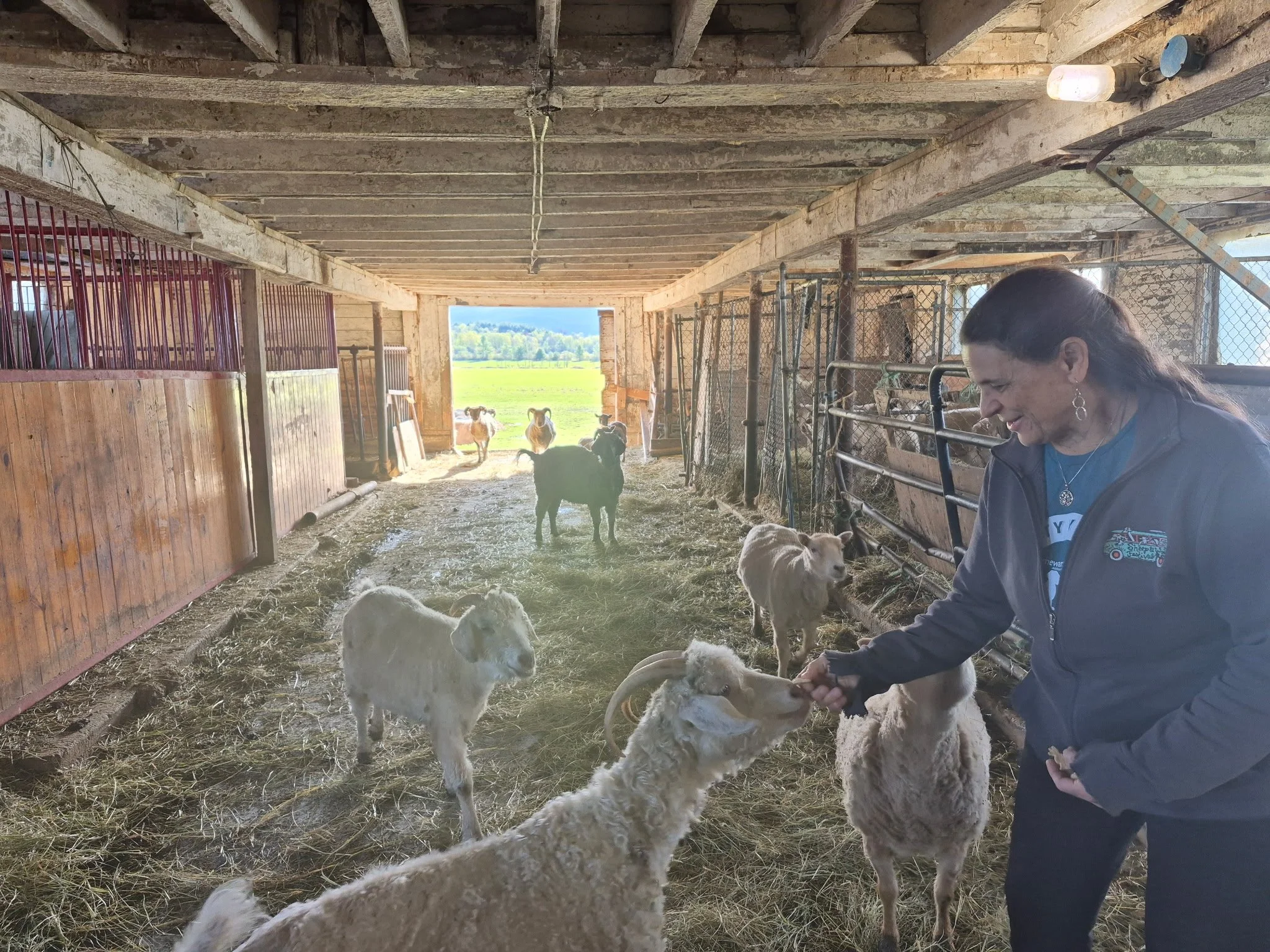 Donna and her sheep and goats!