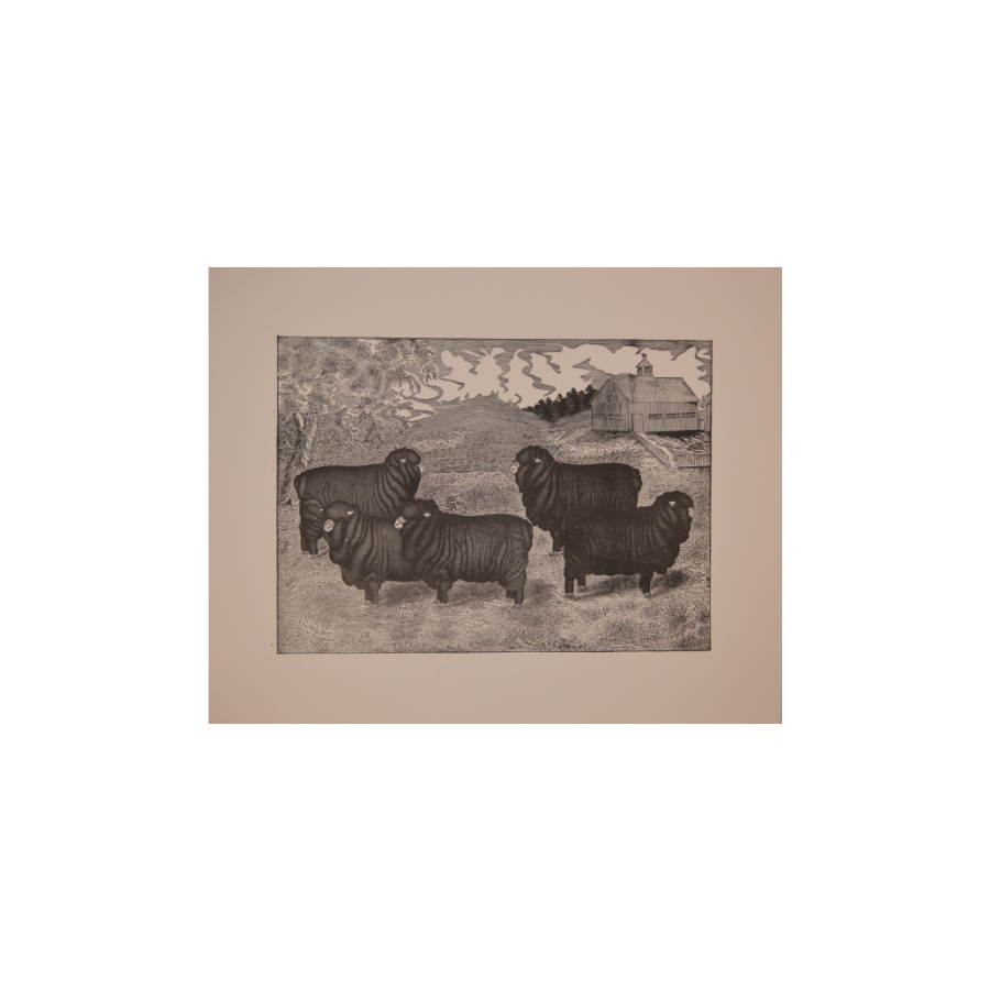 A Group of Pure-bred Spanish Merino Ewes, Three Years Old - Reproduction Print