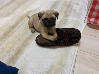 初めまして、サンちゃんです。