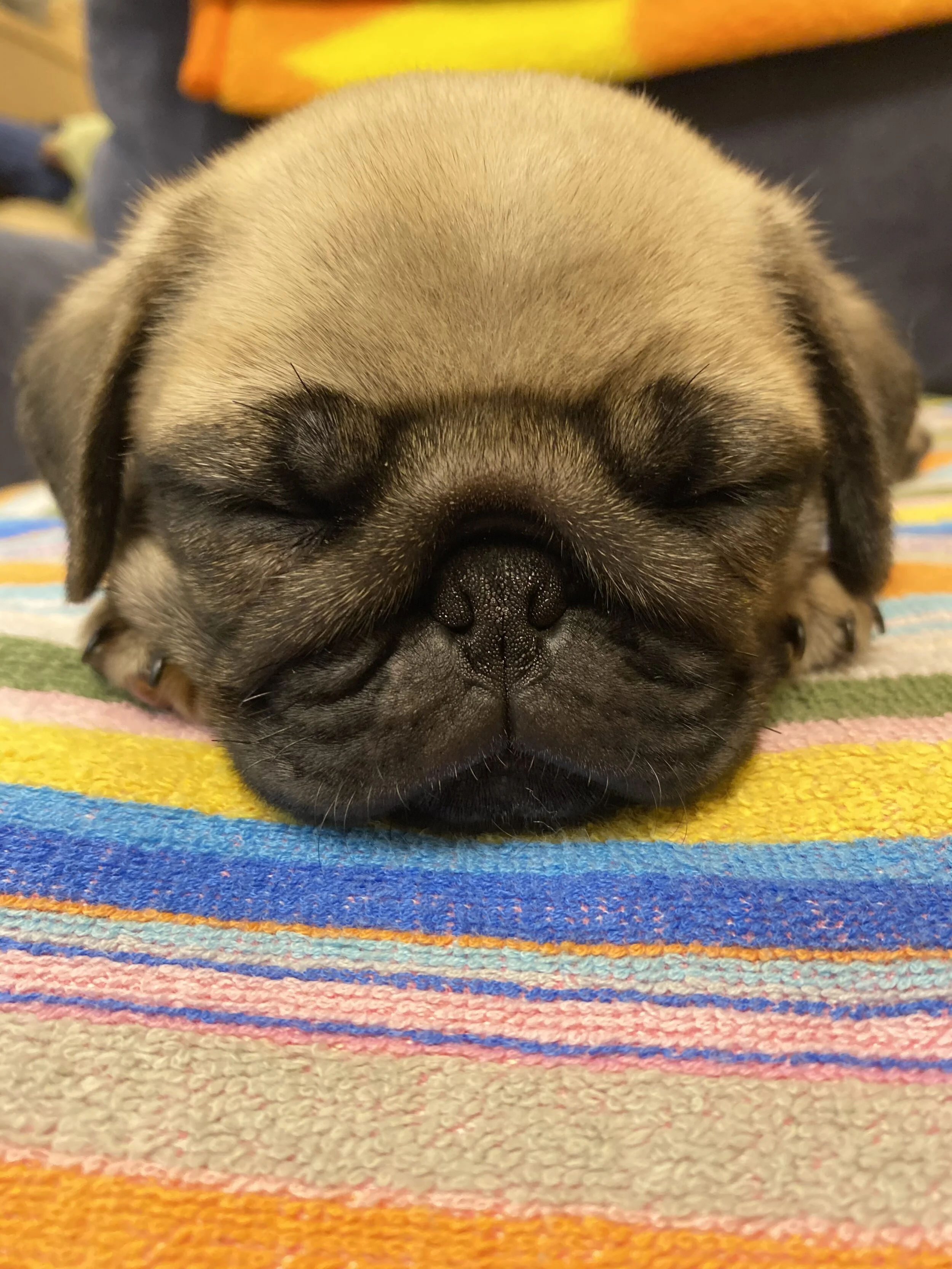 ホンマは今日ライブ