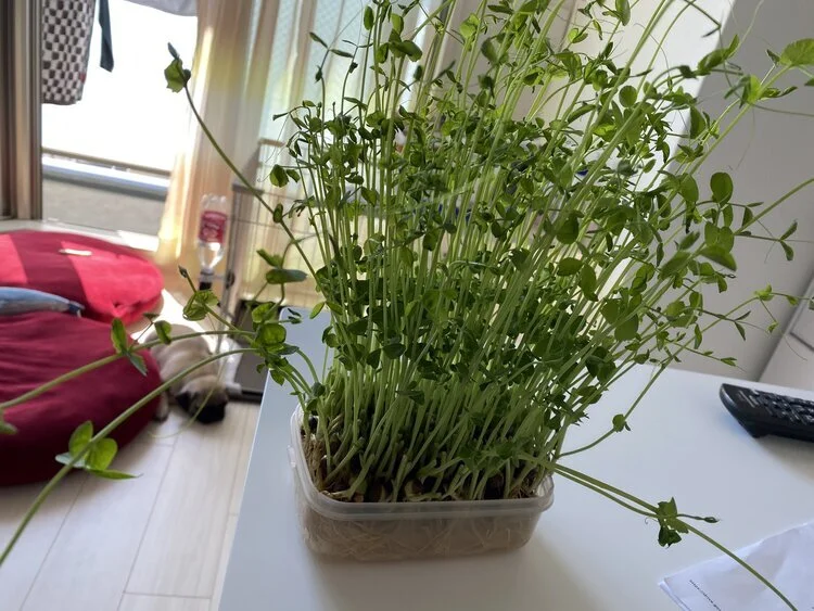 豆苗もサンちゃんも