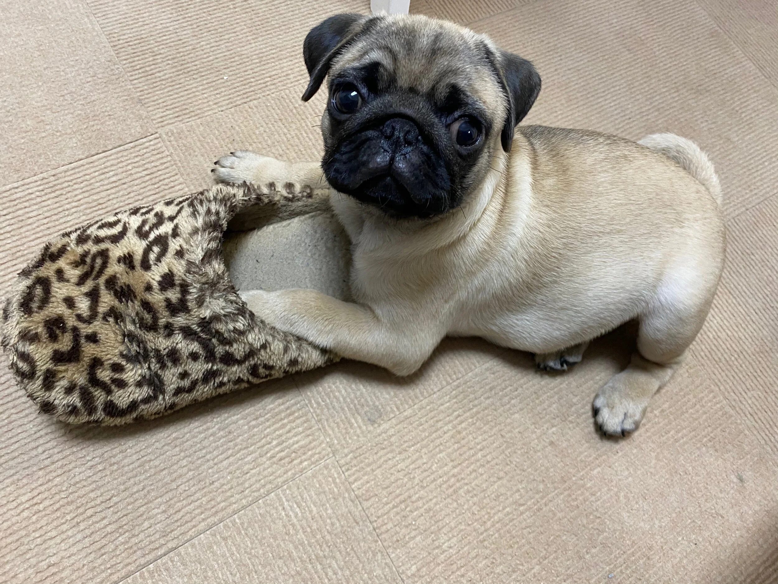 ２７日（水）も歌えないので