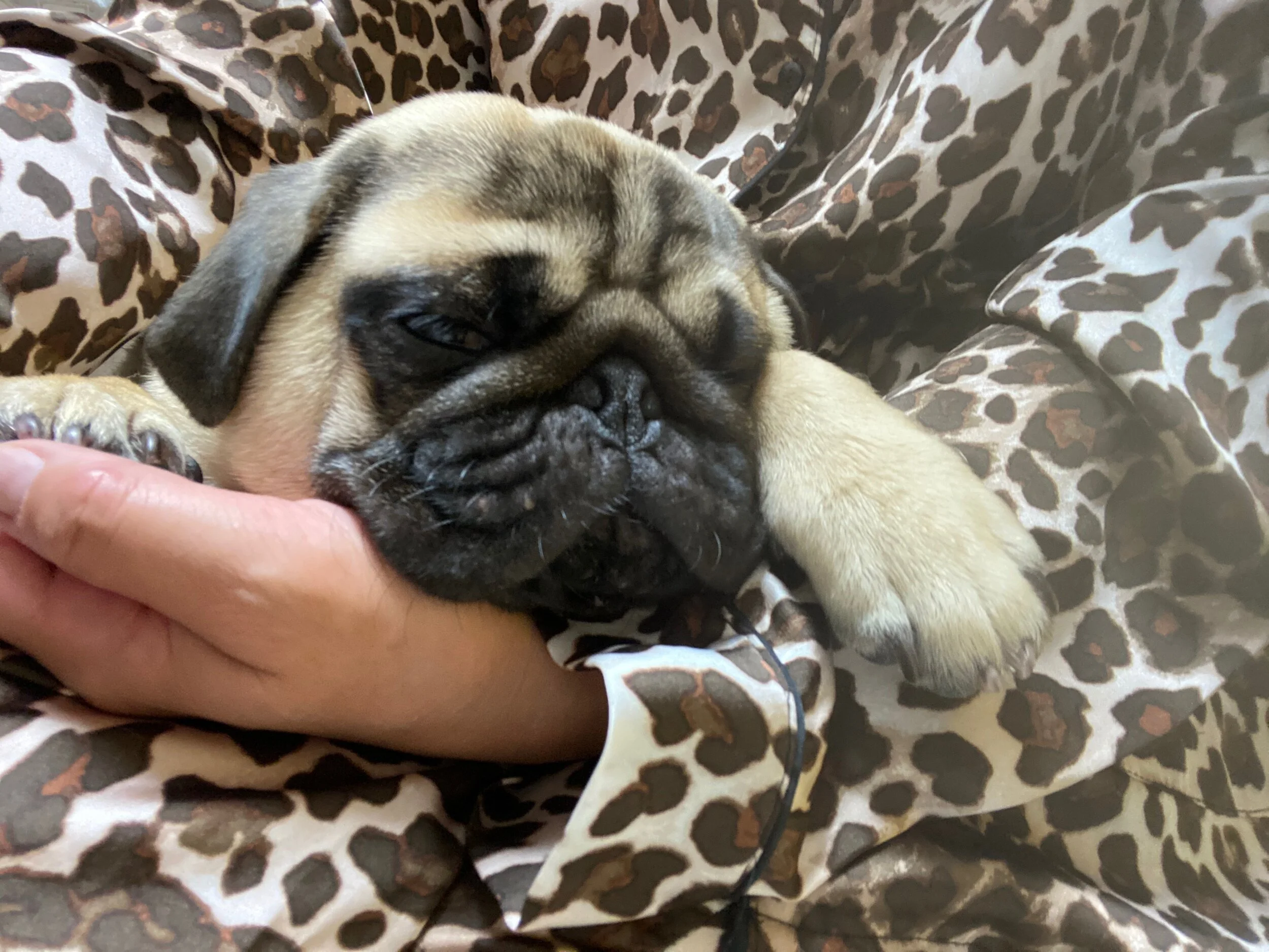 明日はOBC、いまヒマラヤ