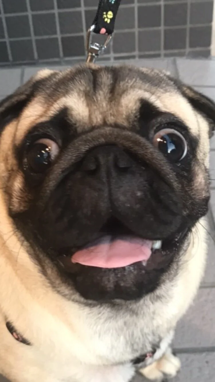 himalayaとか、SPOTIFyとか