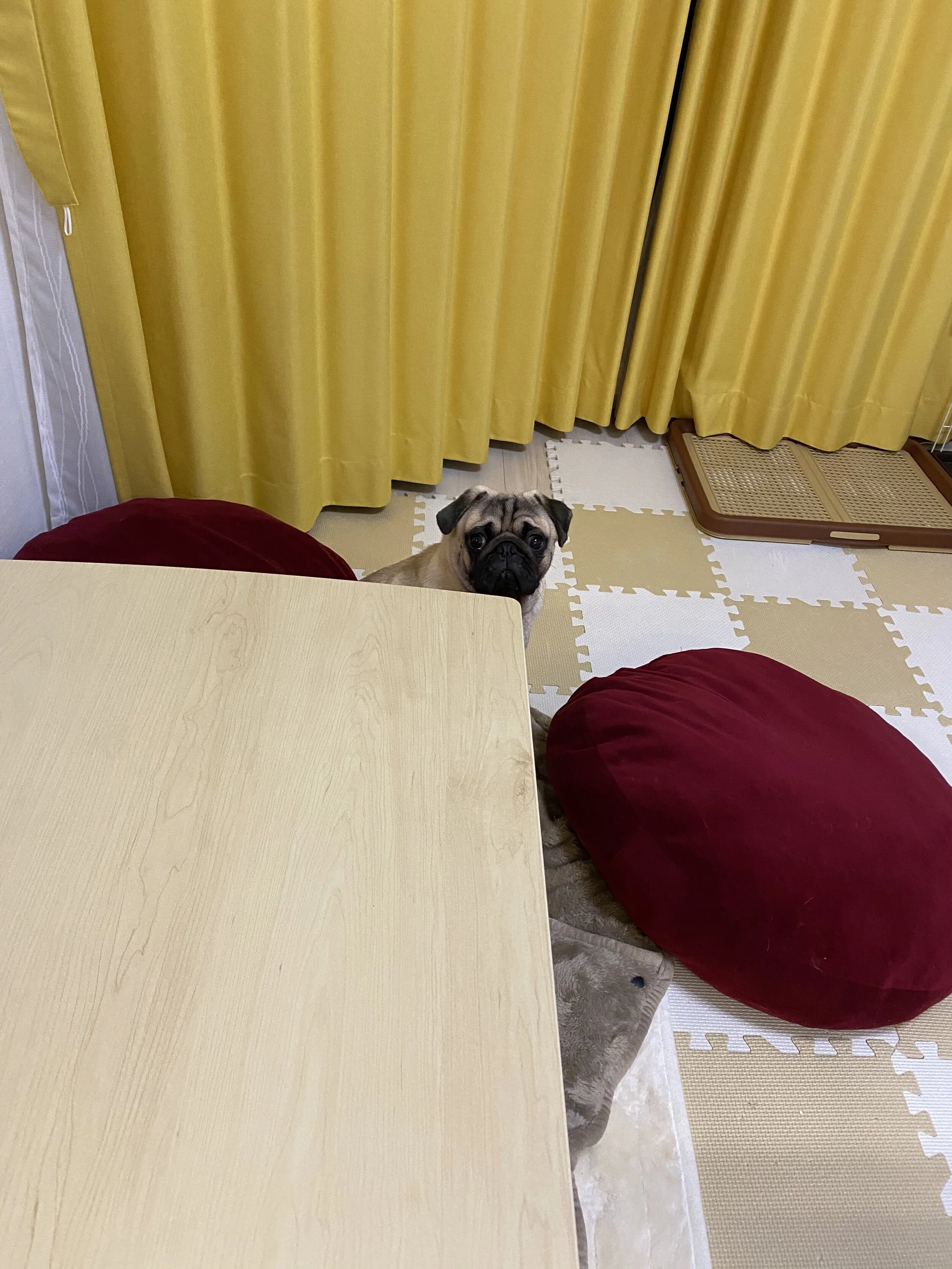 怒られた時のサンちゃん